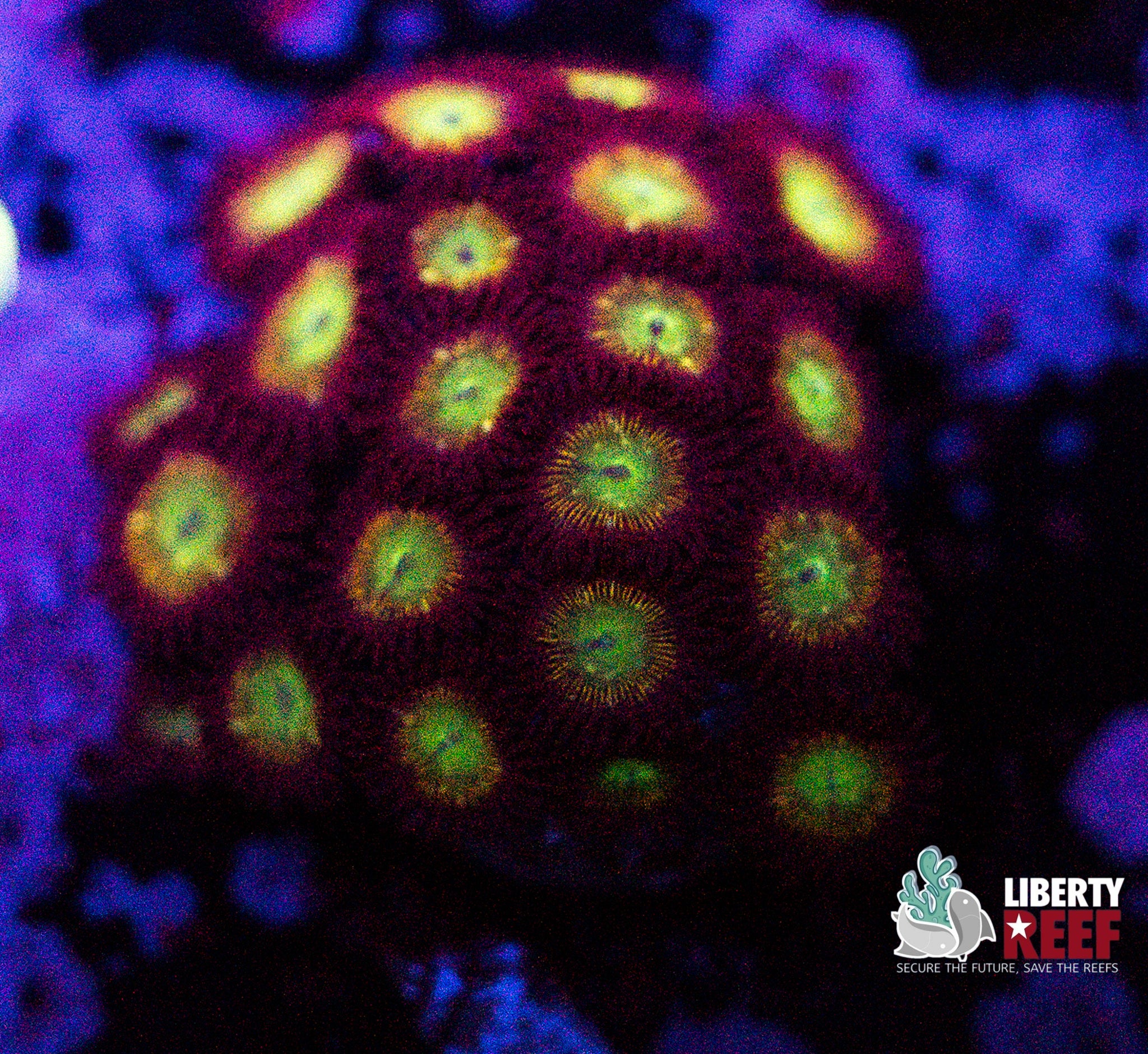 Nuclear Meltdown Zoas