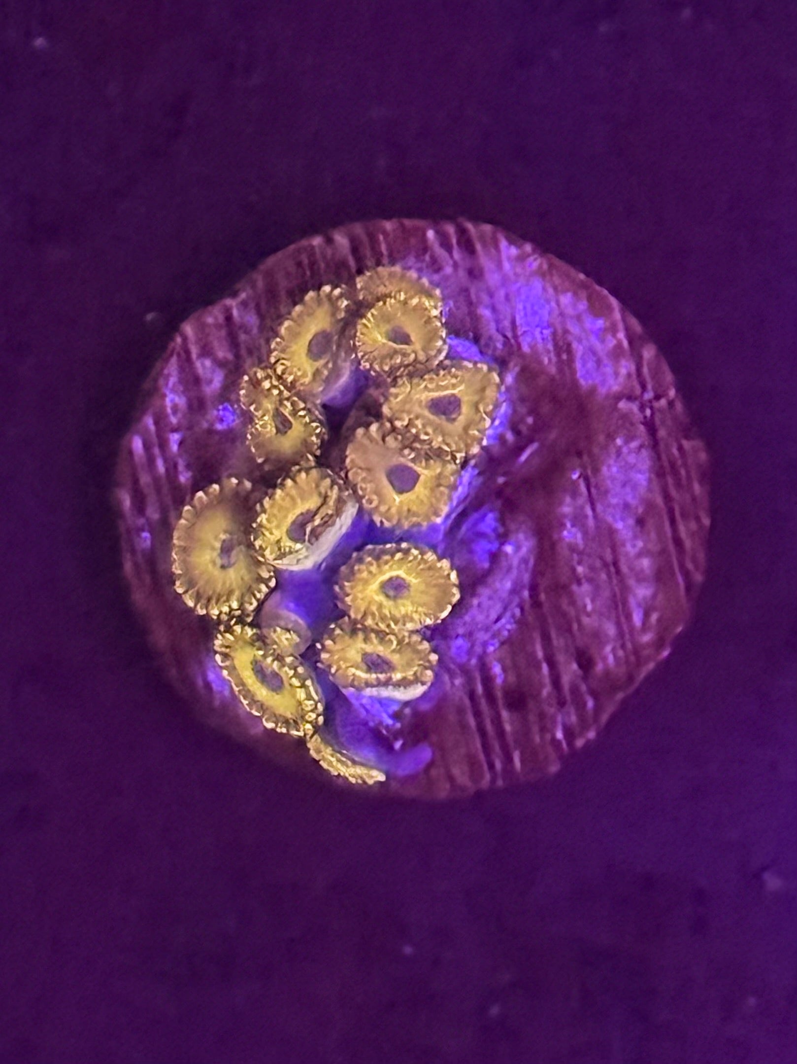 LA Laker Zoas