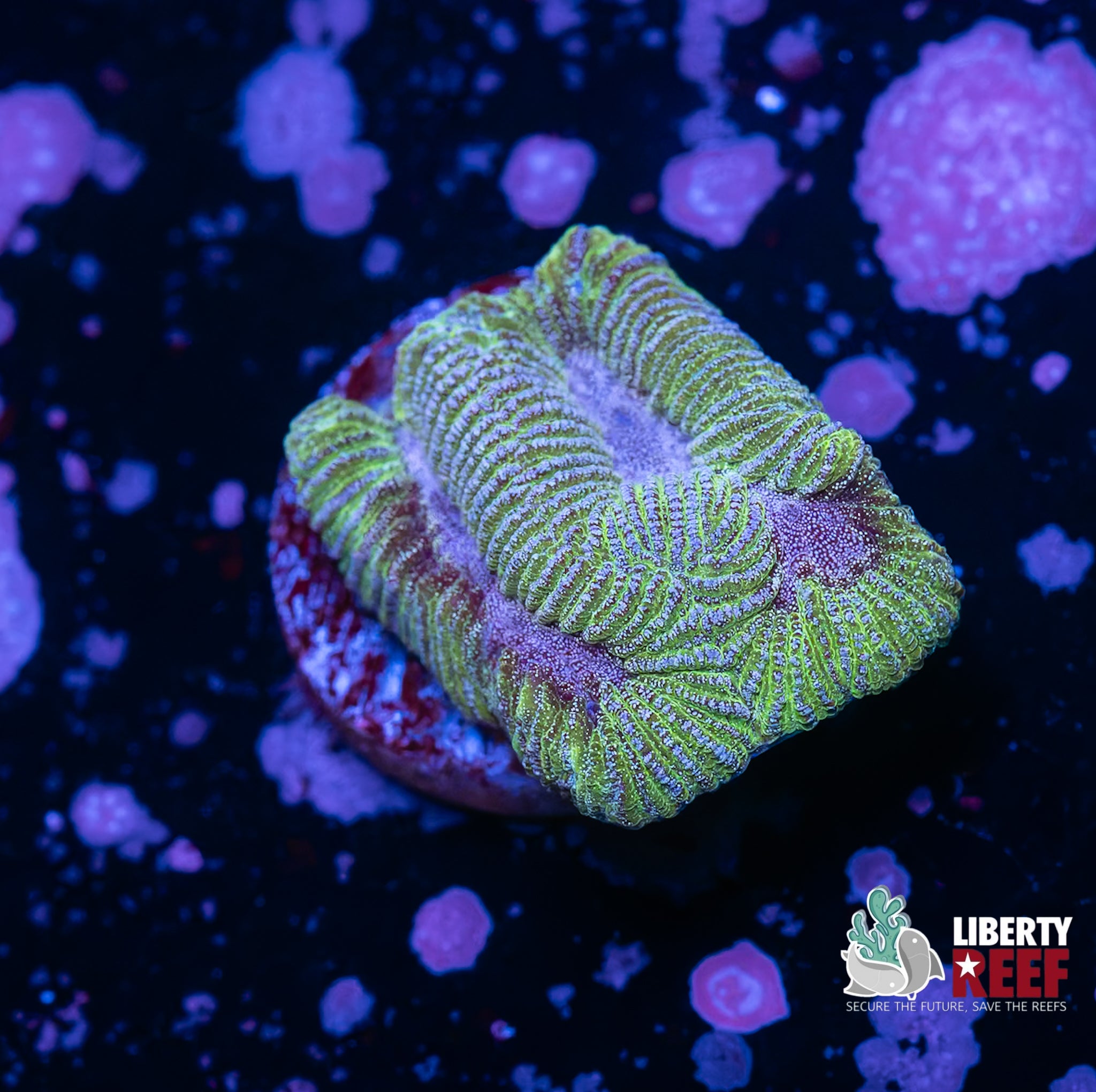 Platinum Dunes Maze Coral