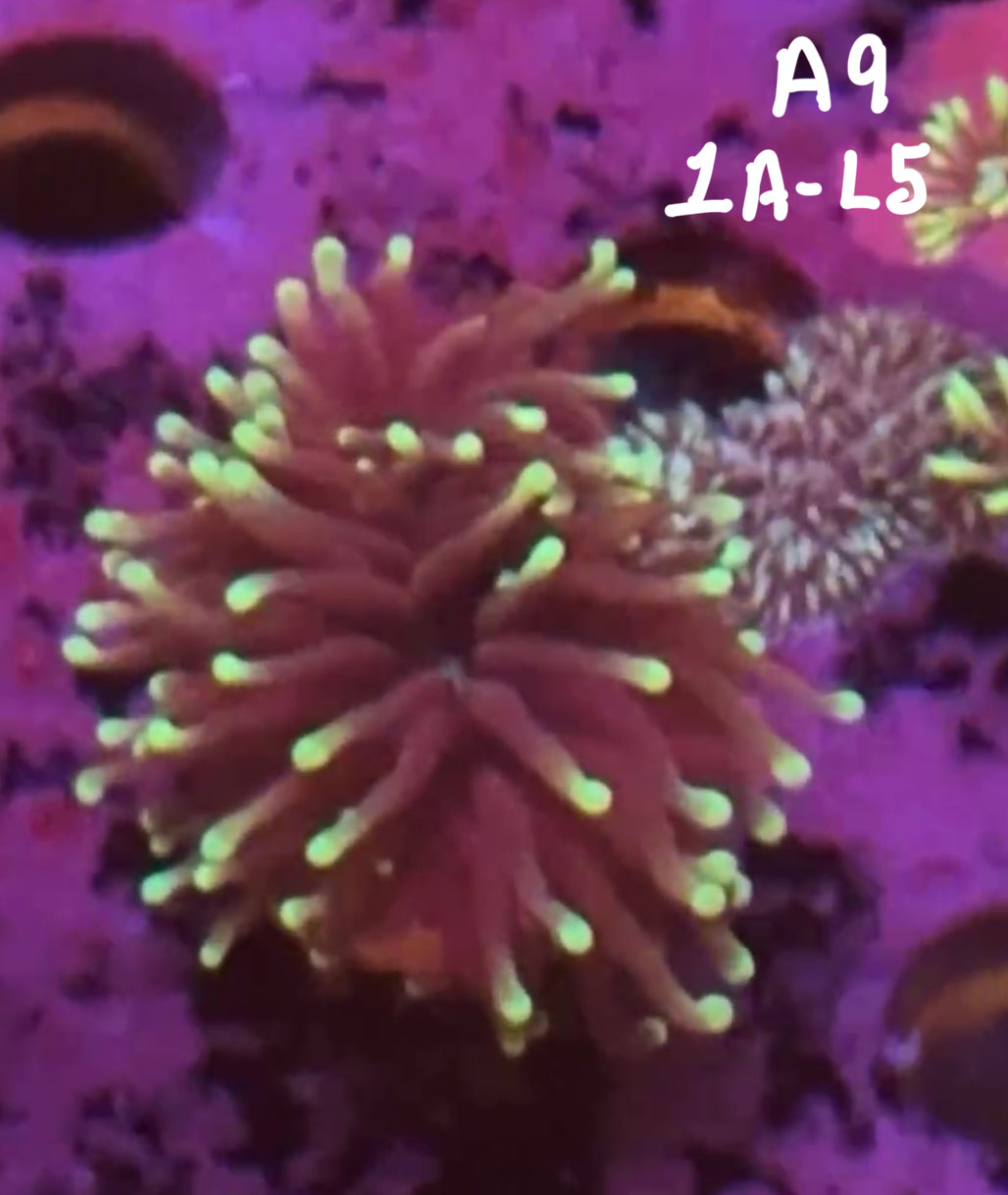 Kyle Grubb 10/25 Facebook Live Auction