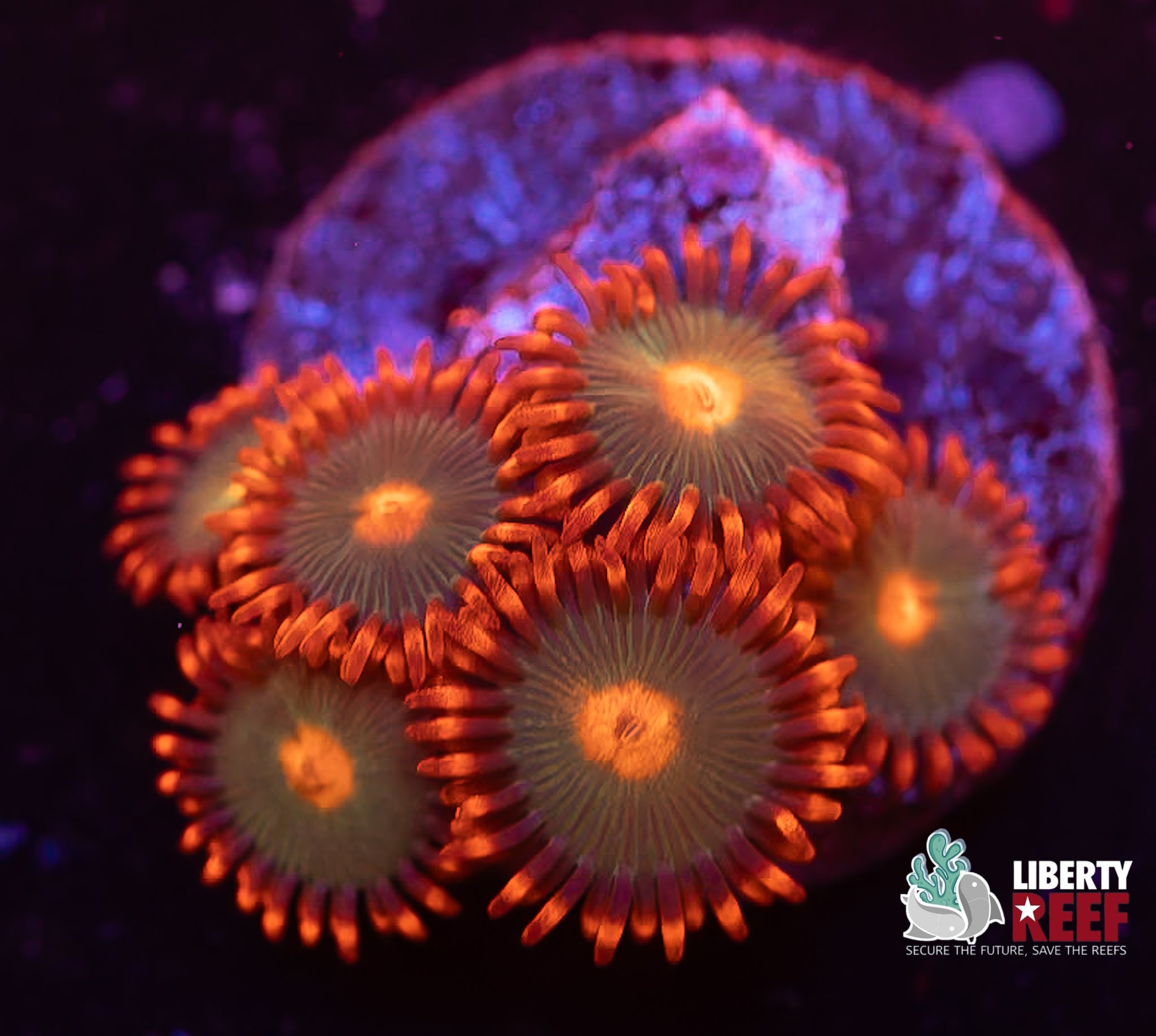 Gatorade Zoas