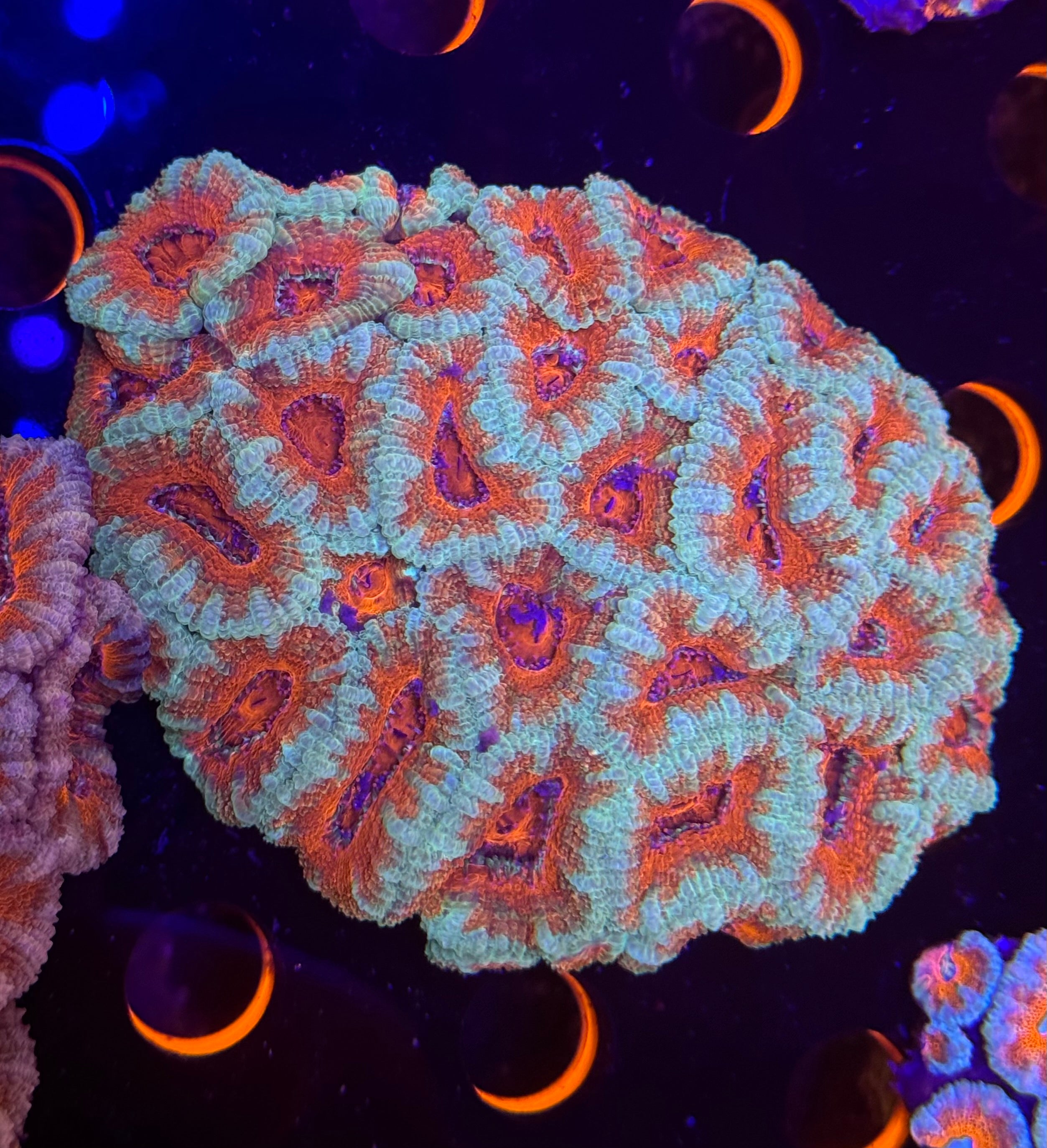 Ultra Ring of Fire Acan Colony