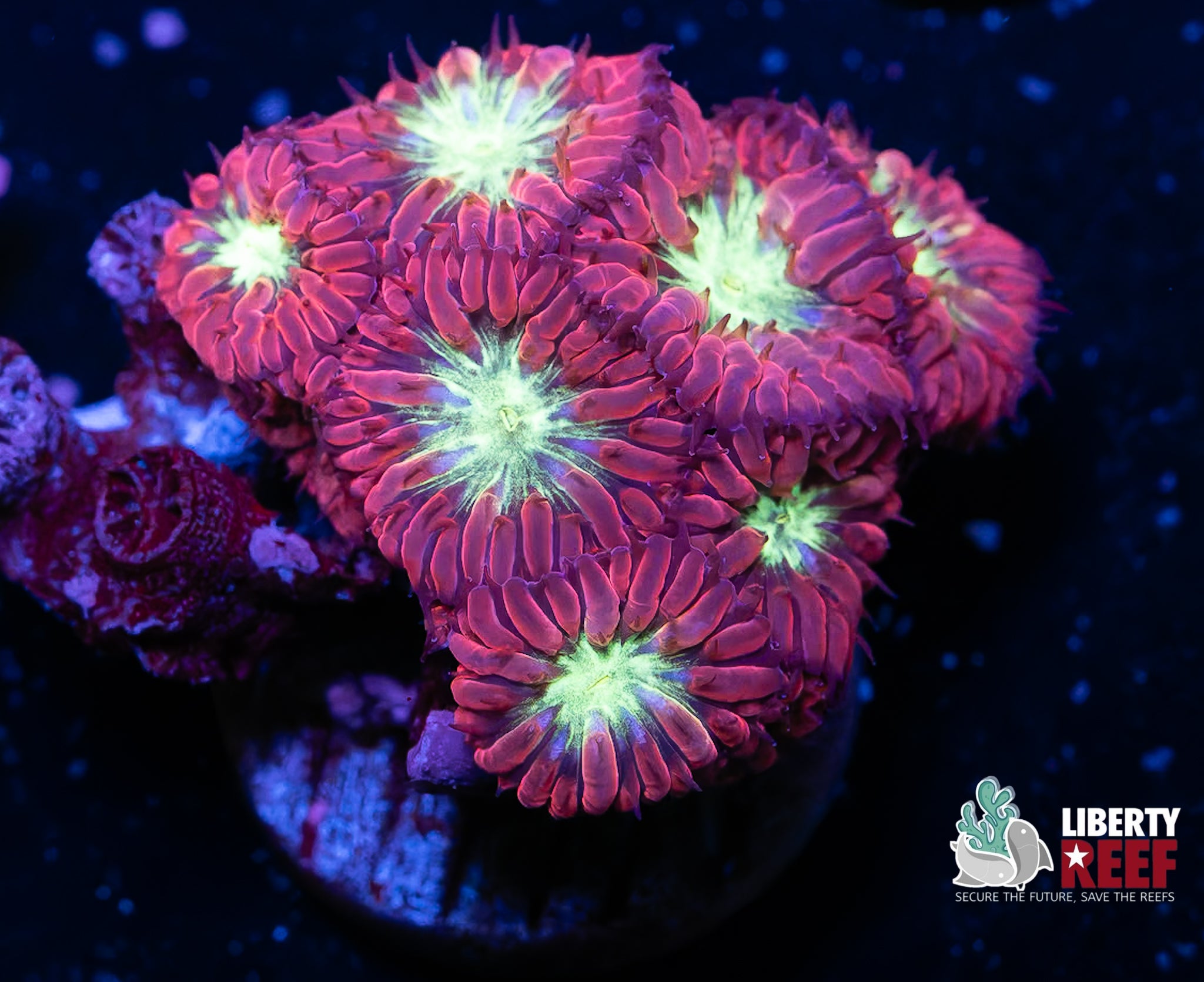 Purple Blasto Merletti