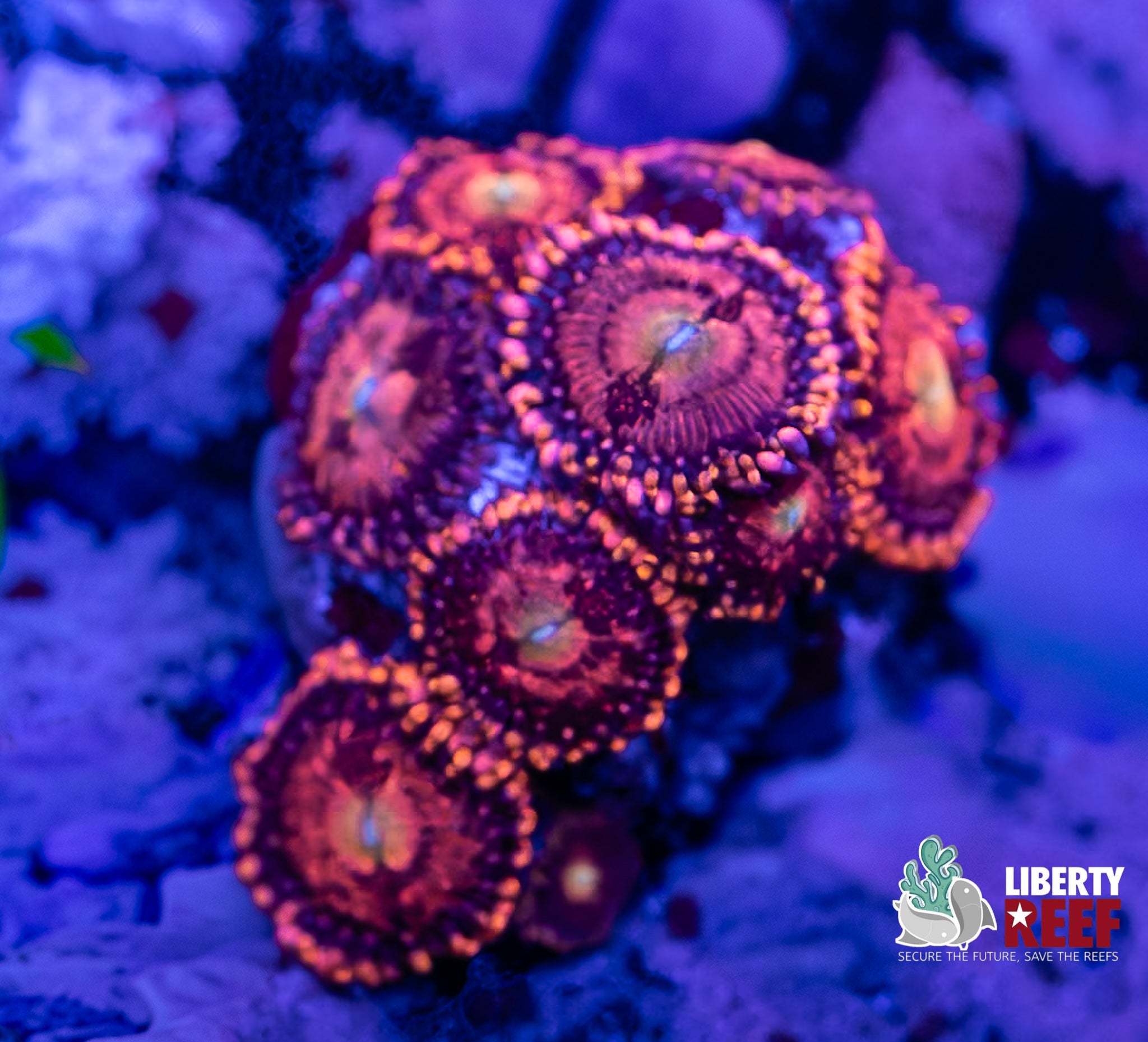 Halle Berry Zoas