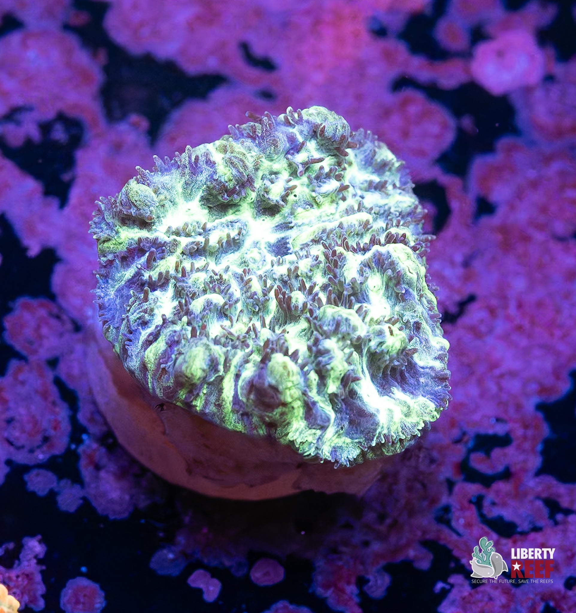 10/31 Online Auction