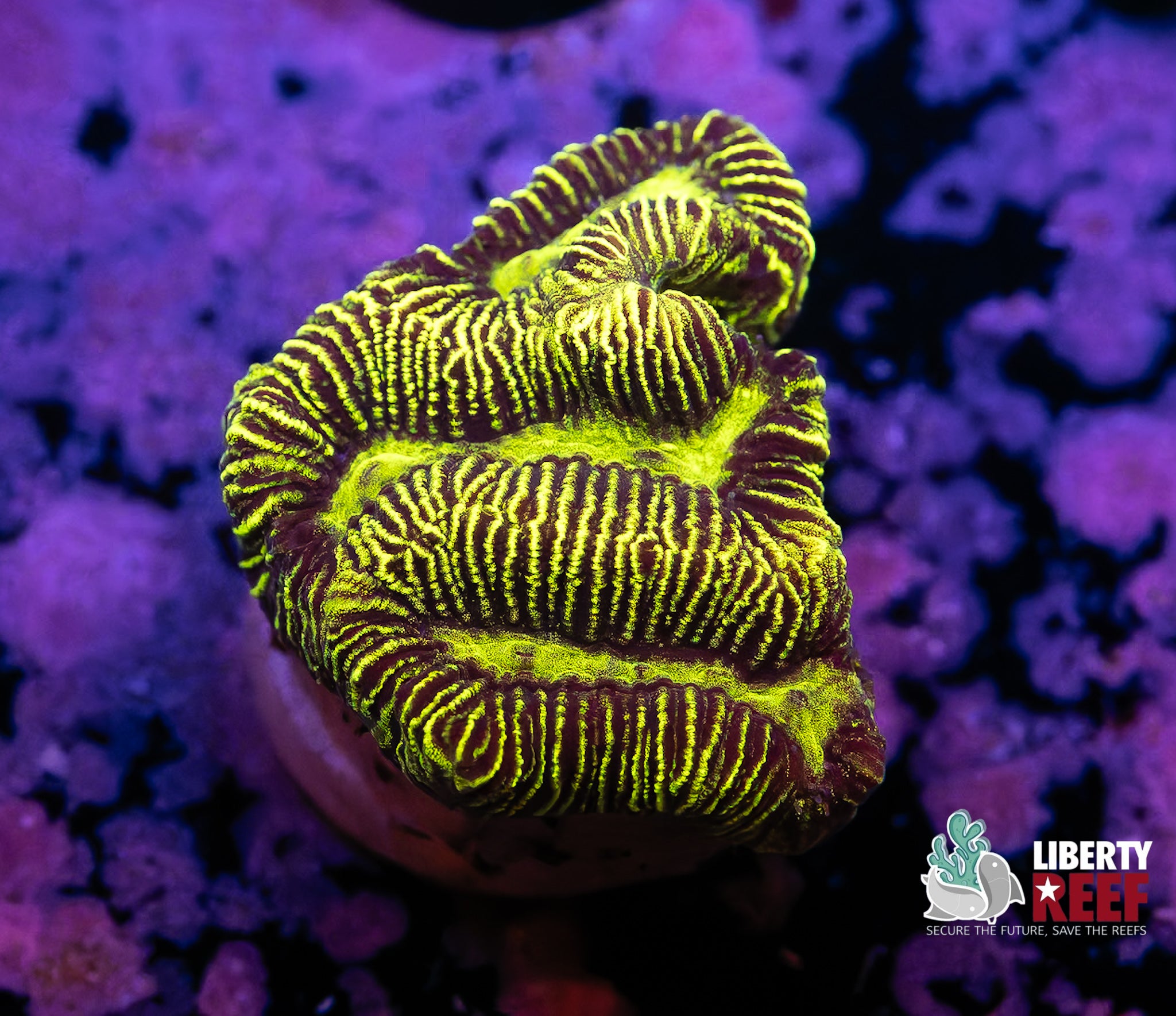 Predators Blood Maze Coral