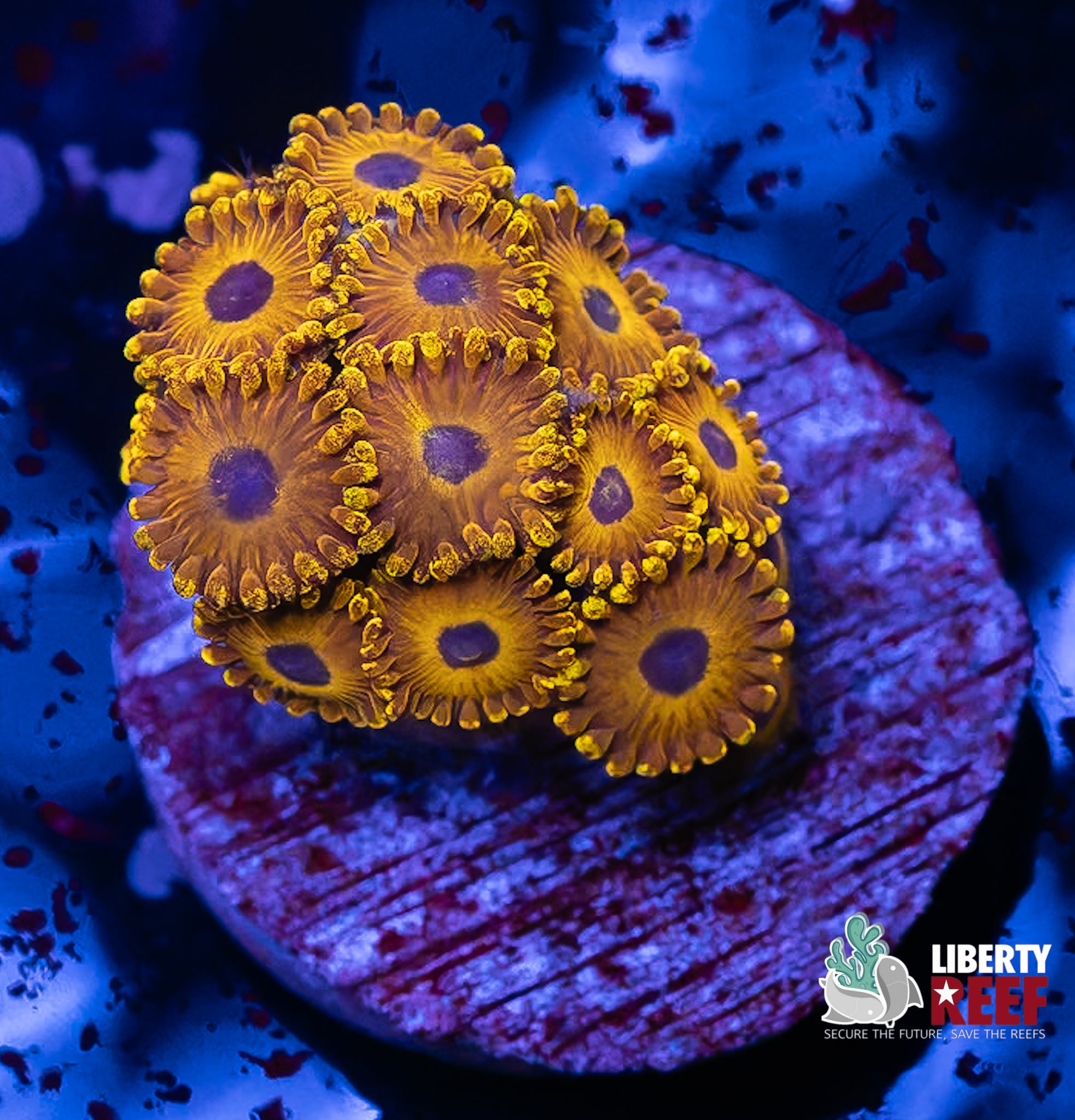 LA Laker Zoas