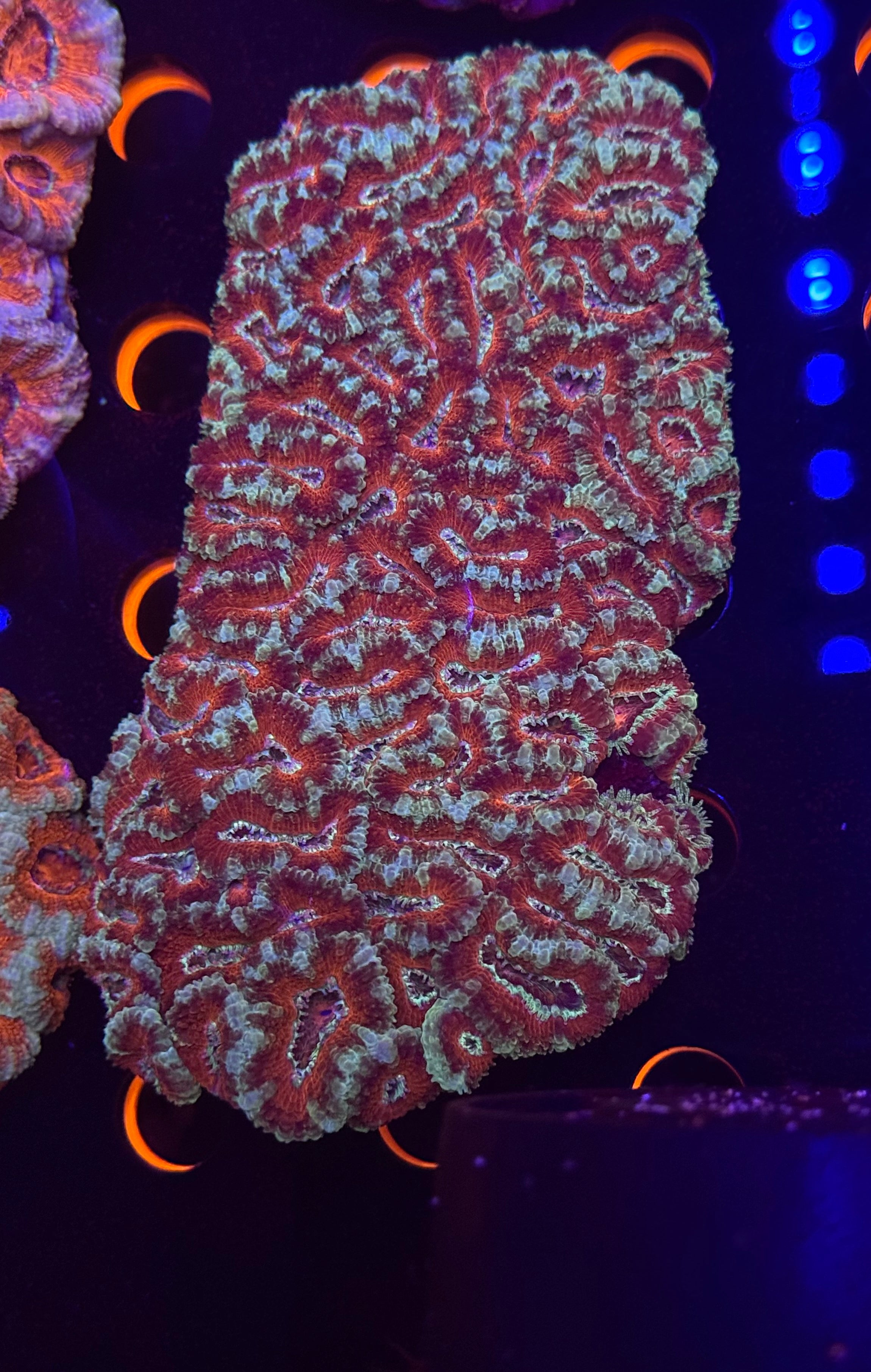 XL Stitches Acan Colony