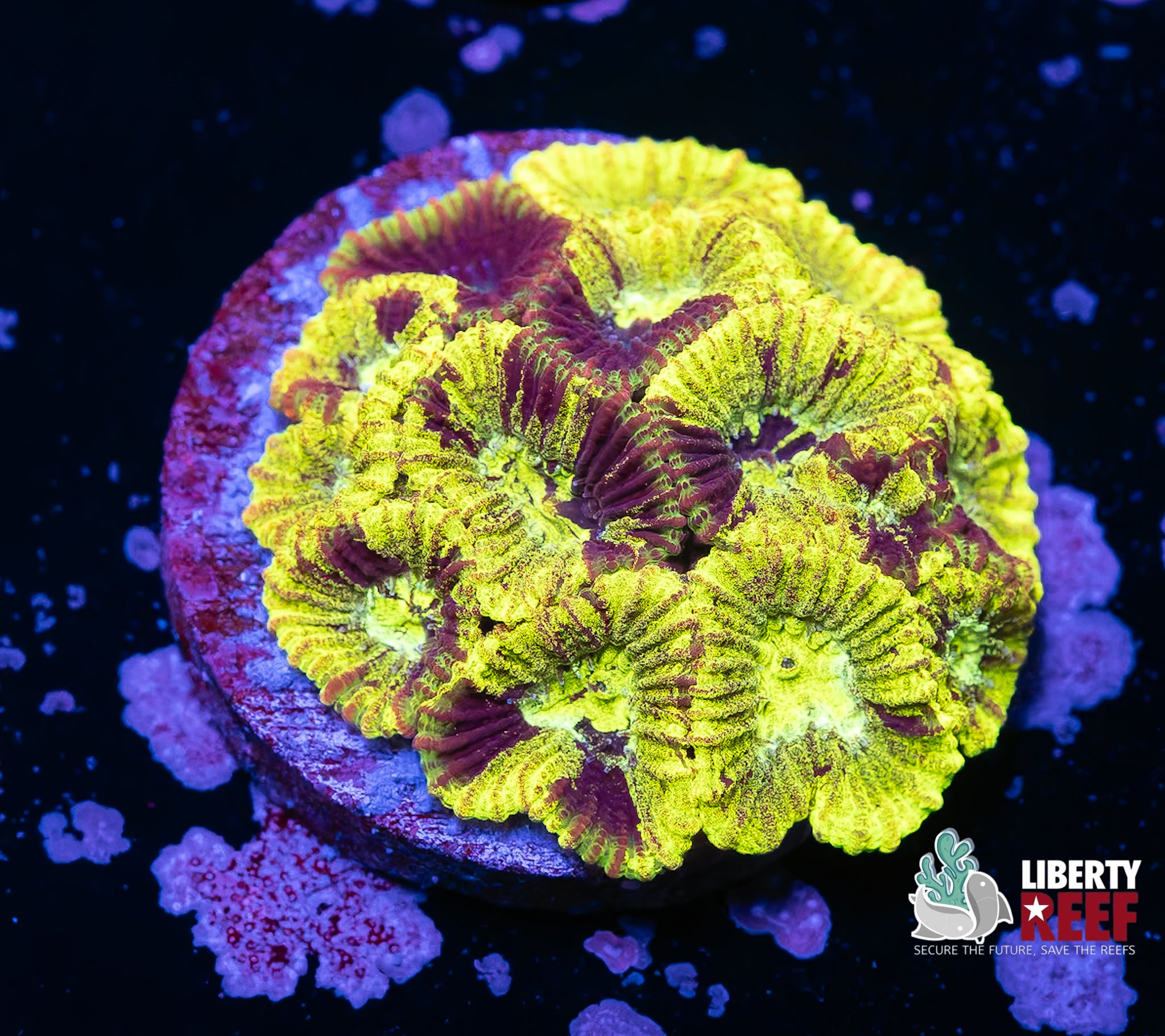 Wicked Chernobyl Favia