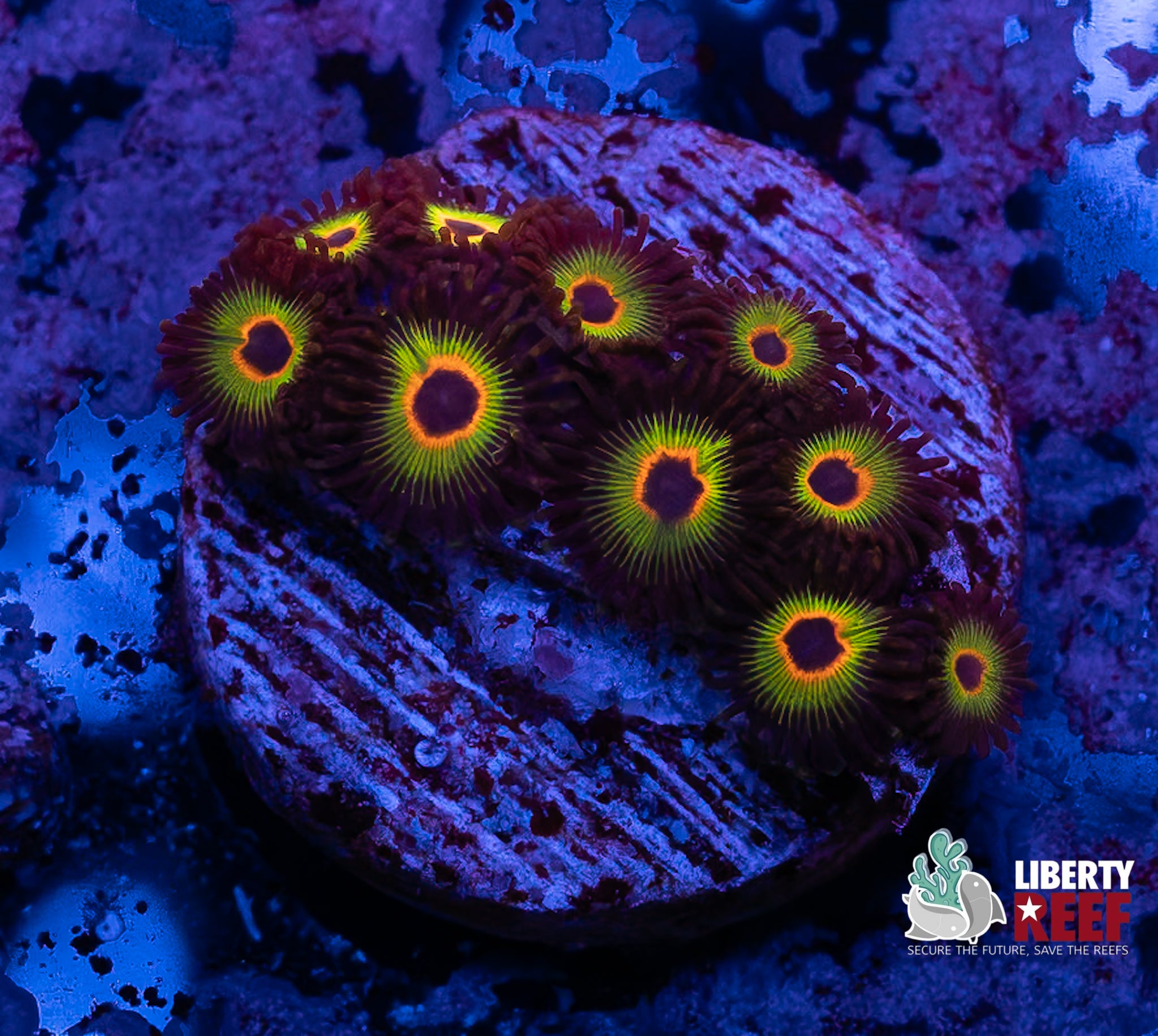 Bob Marley Zoas