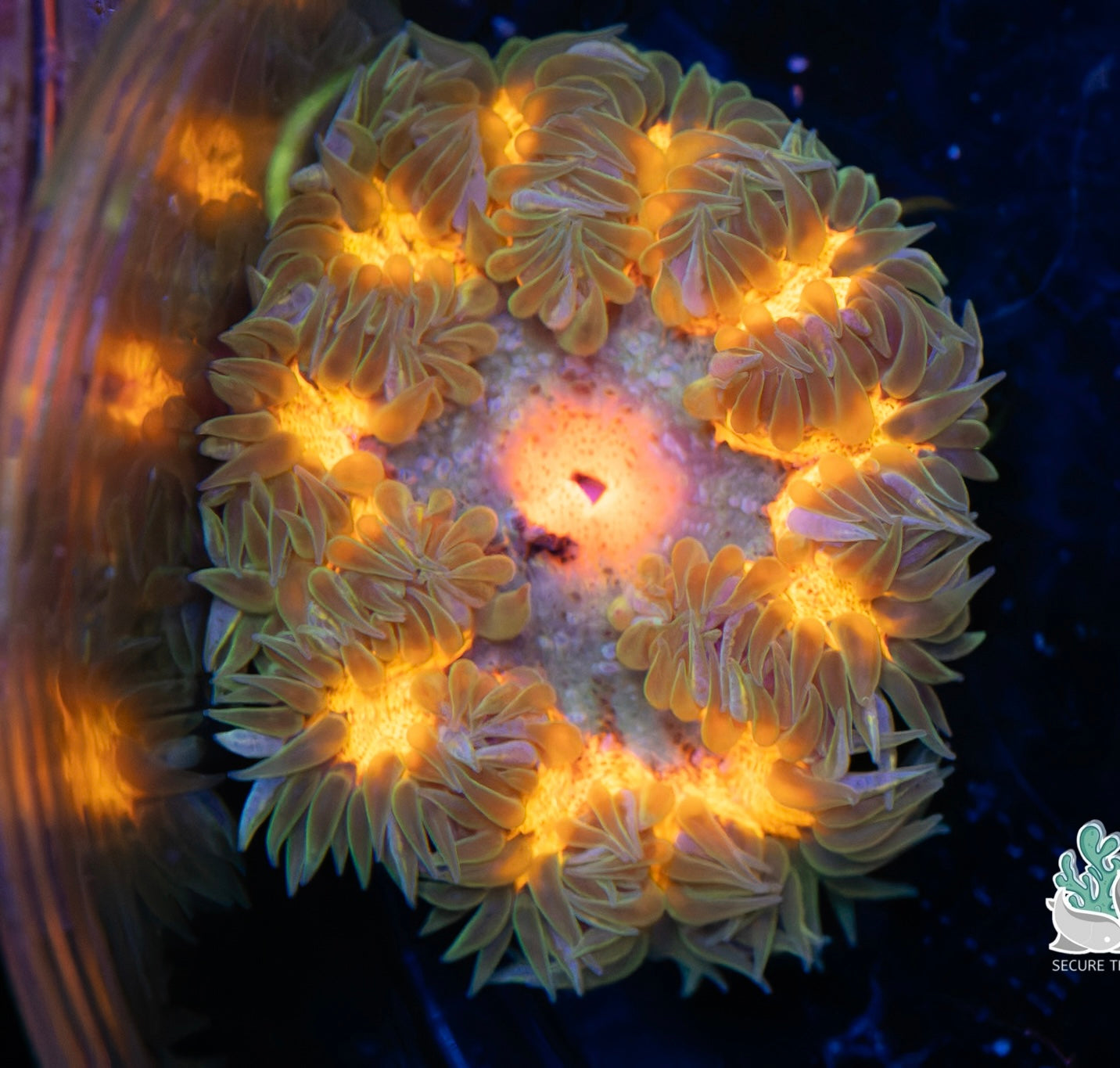 Insane Ultra Rock Flower Anemone