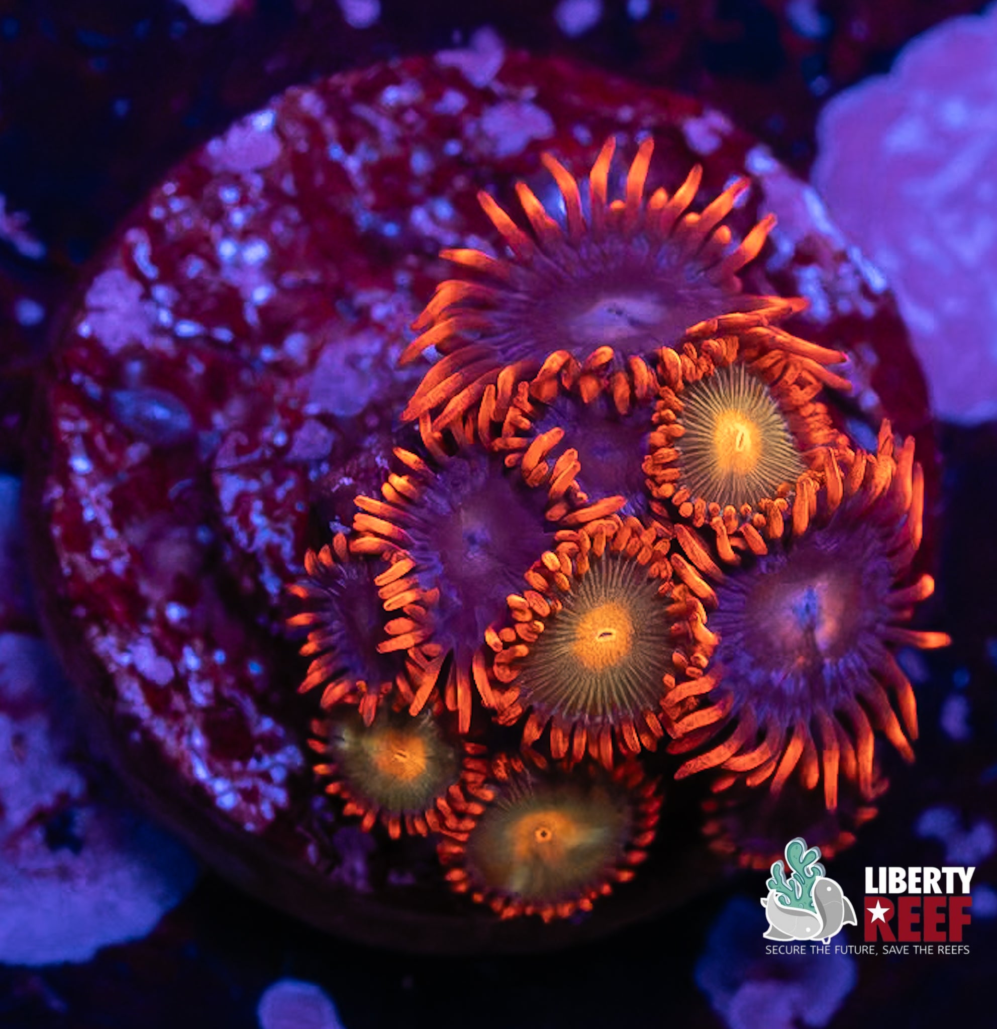 Gatorade Zoas