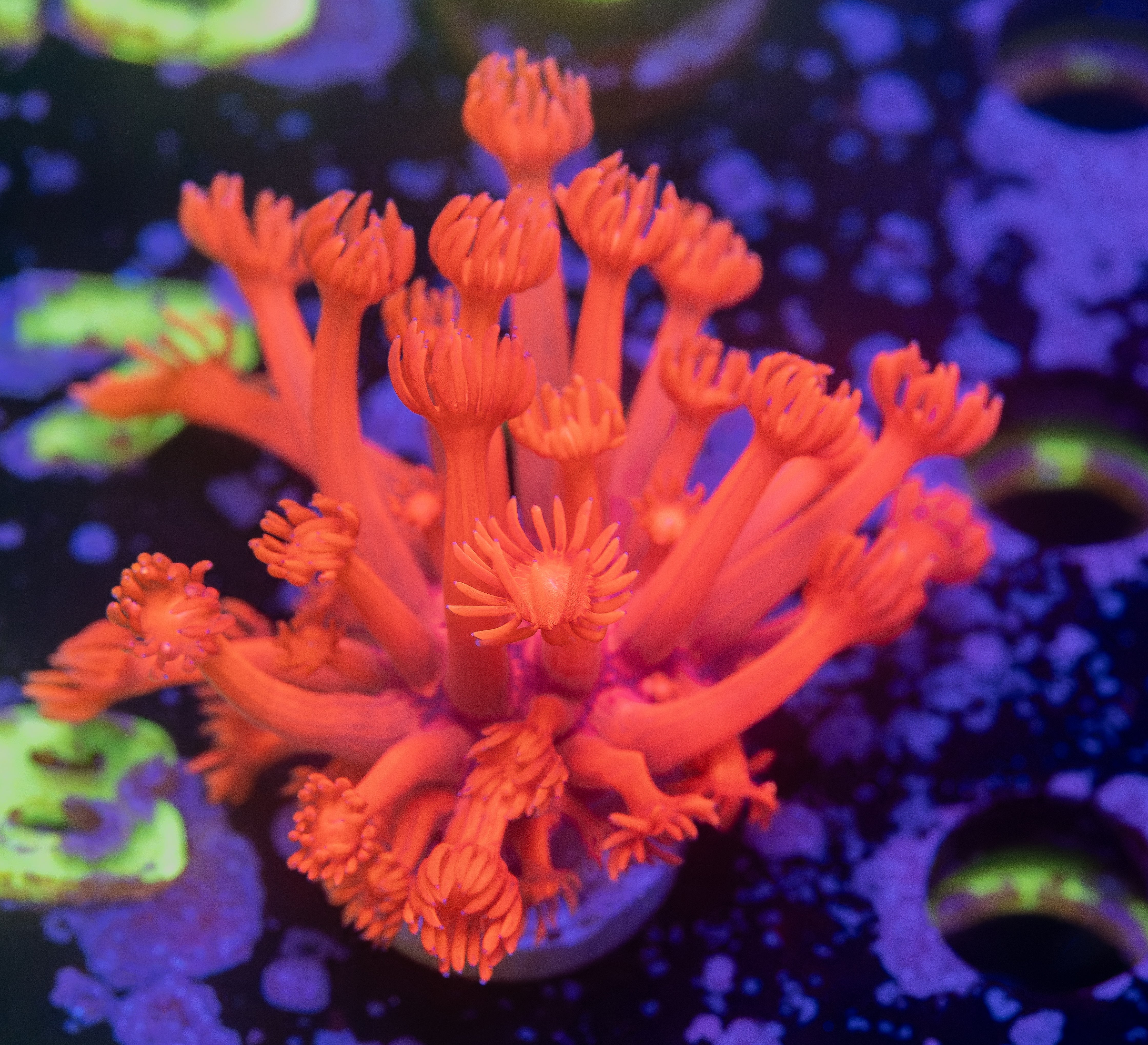 Ruby Red Goniopora