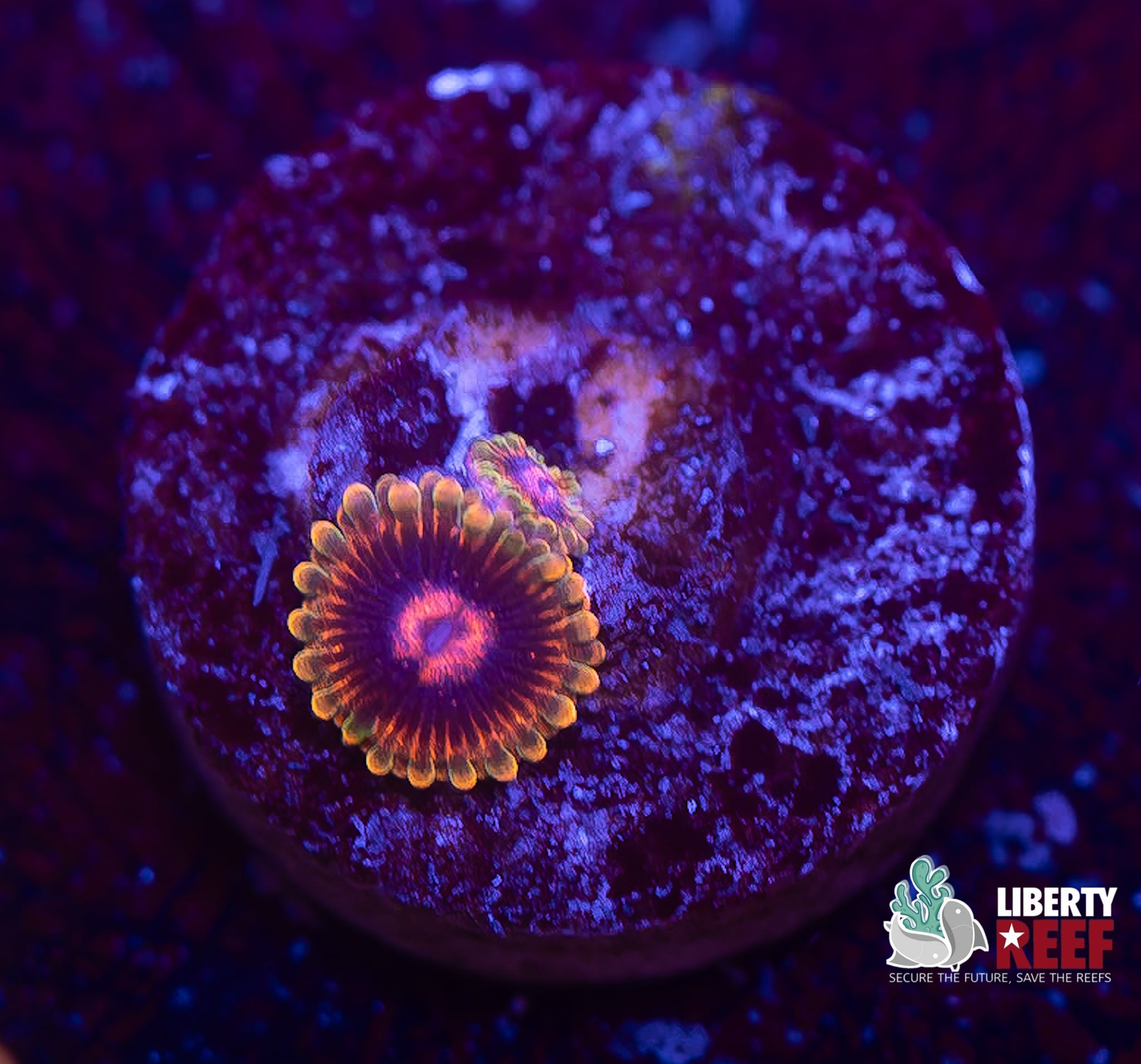 Jedi Mind Trick Zoas