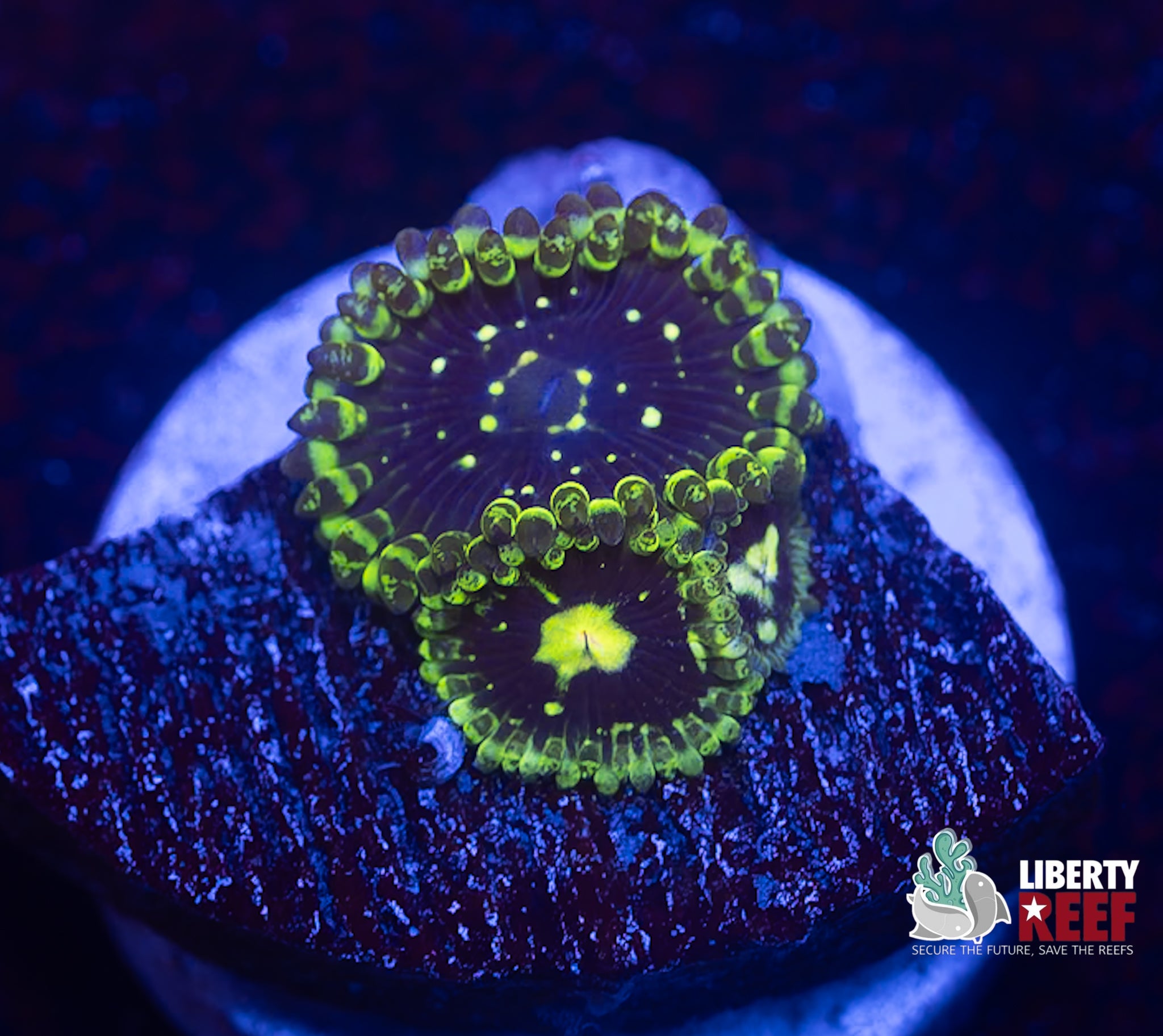 Exosphere Zoas