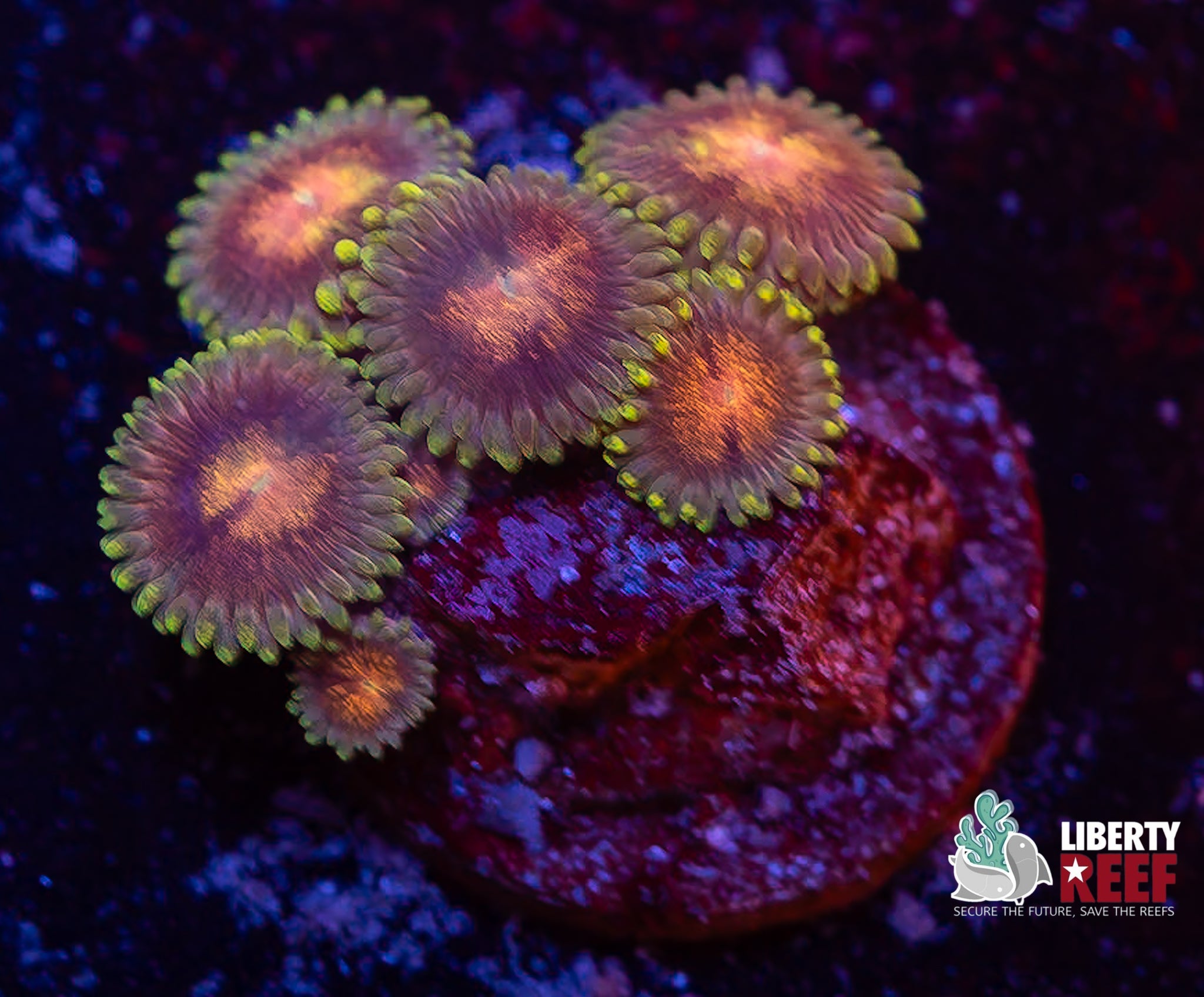 LCB Grass Fairy Zoas