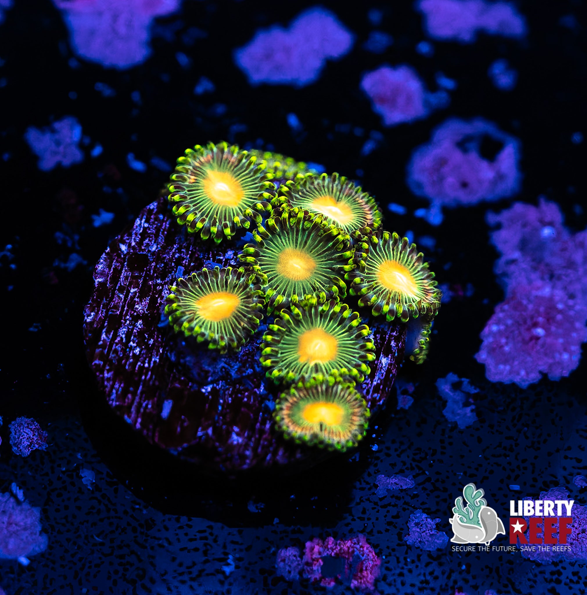 Radioactive Dragon Eye Zoas