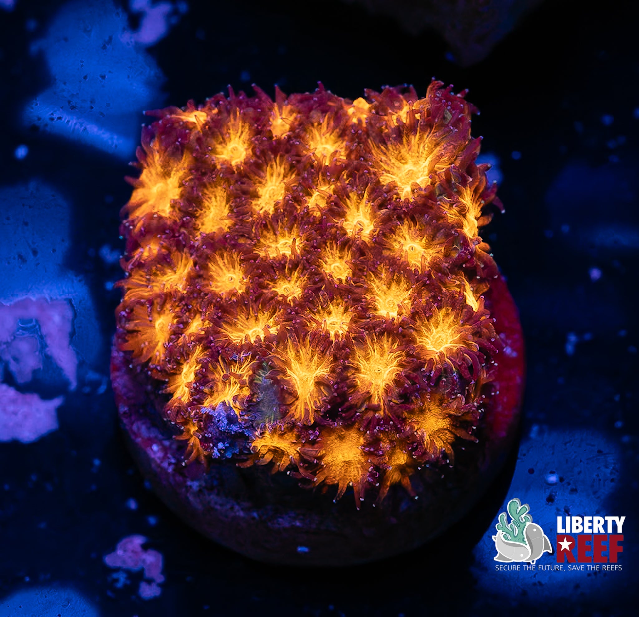 Fireball Leptastrea