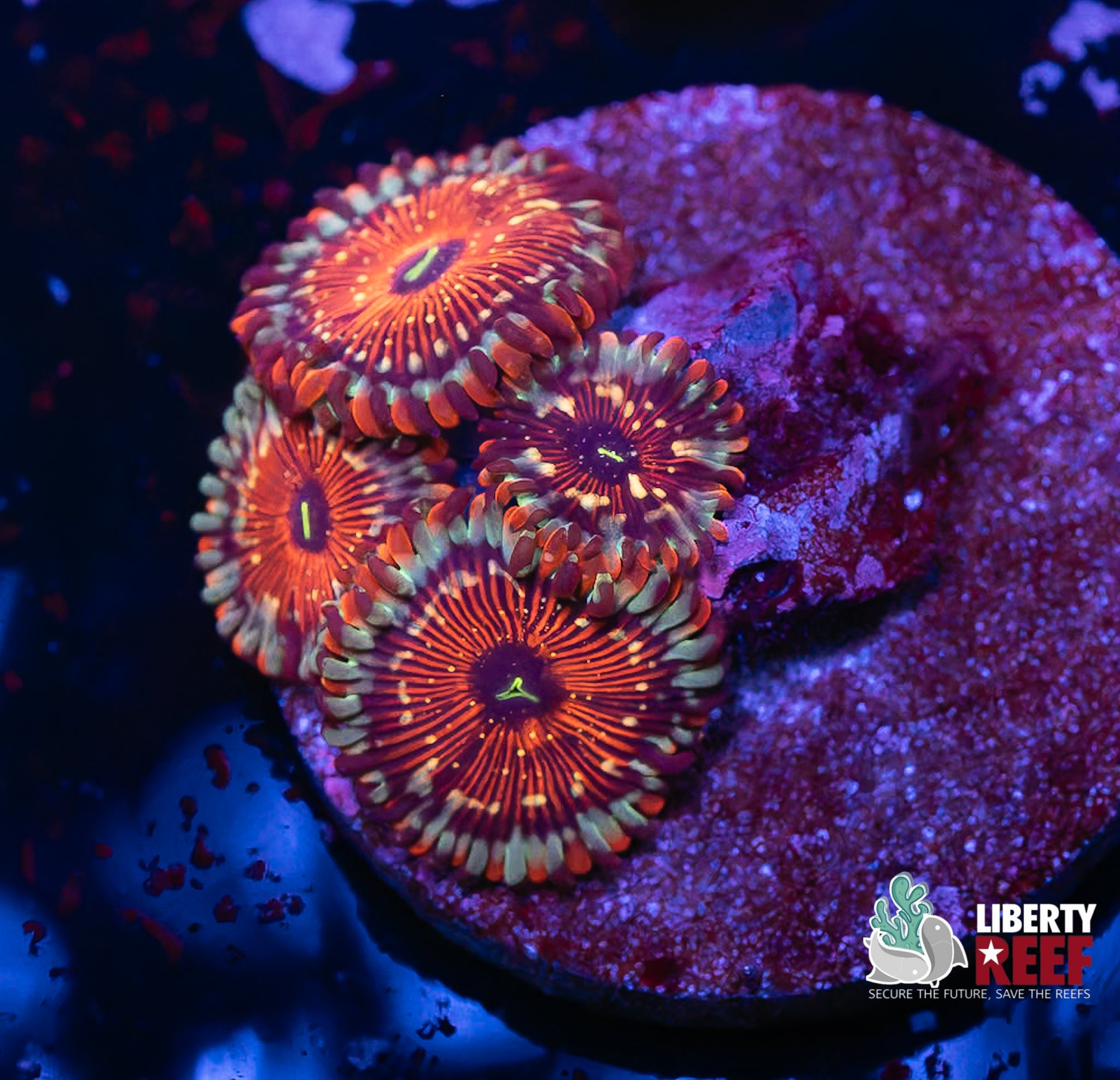 Seduction Zoas