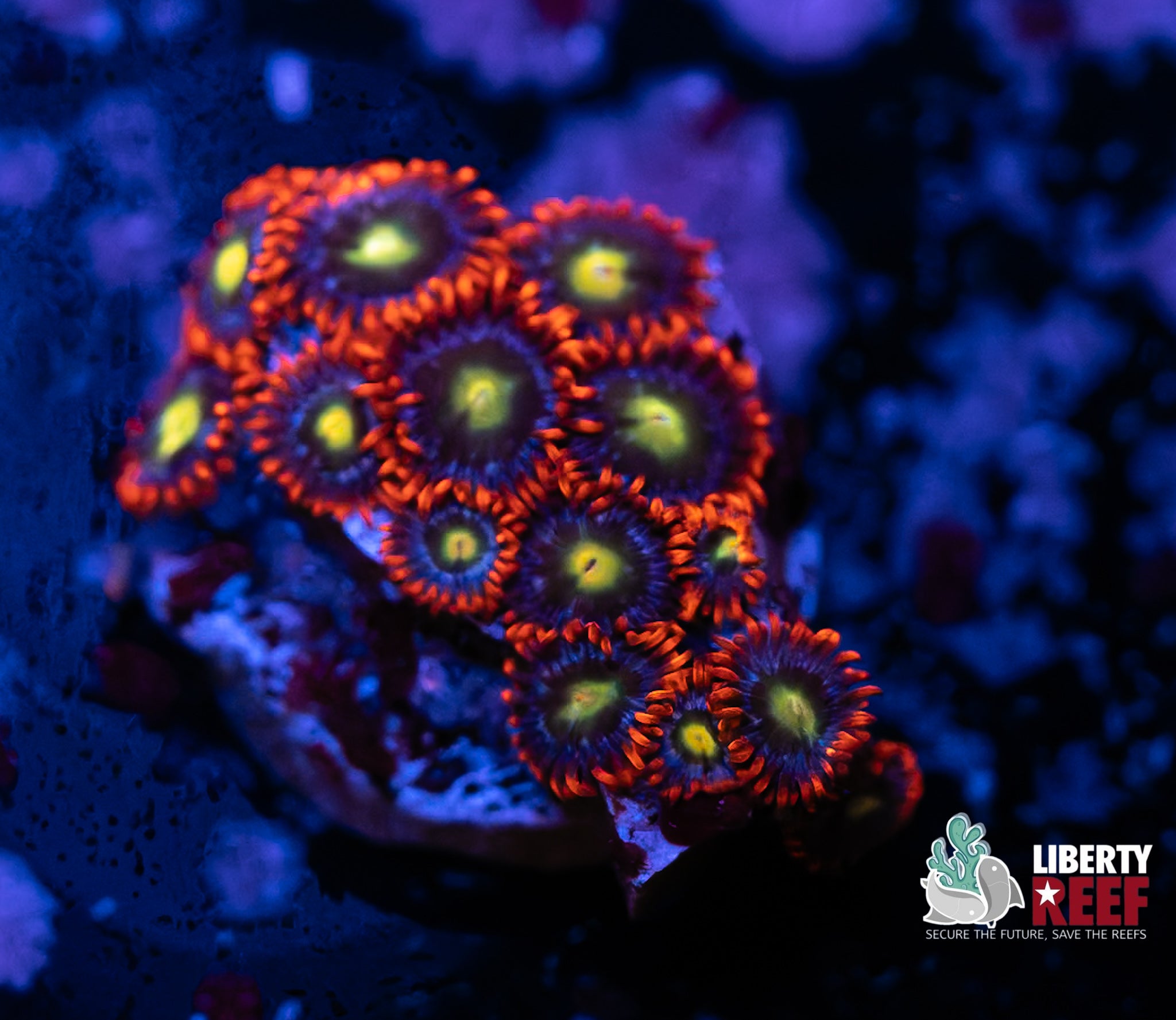 Punk Rocker Zoas