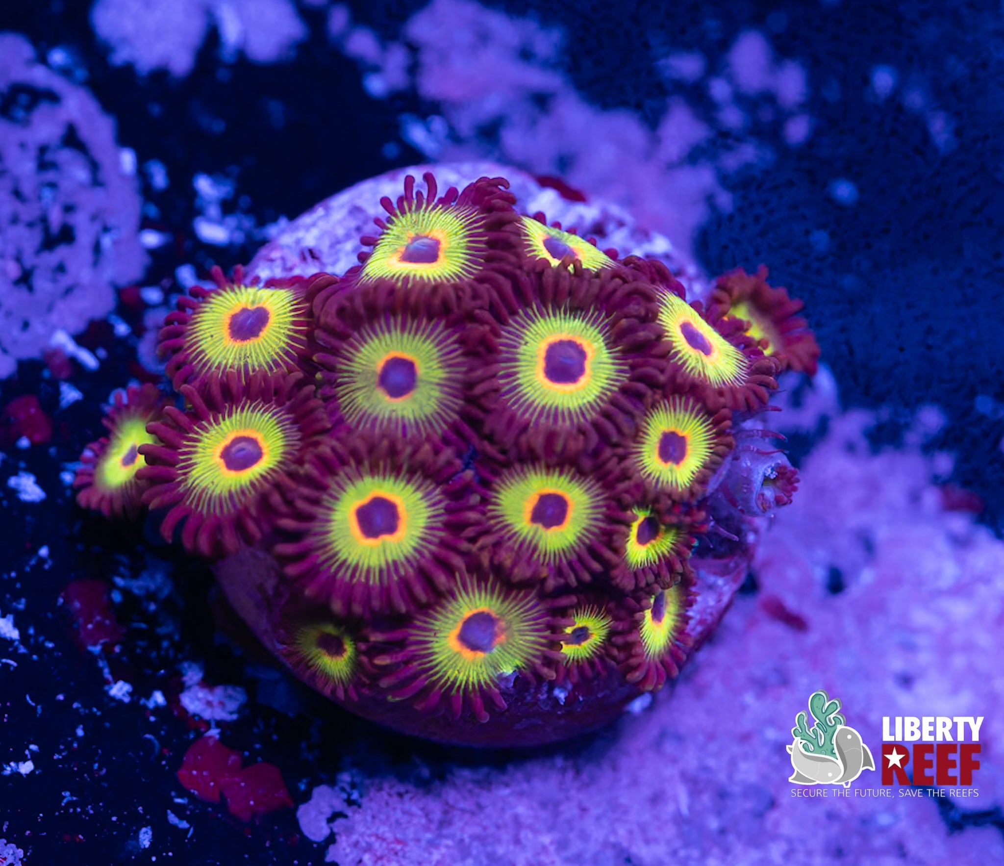 Bob Marley Zoas