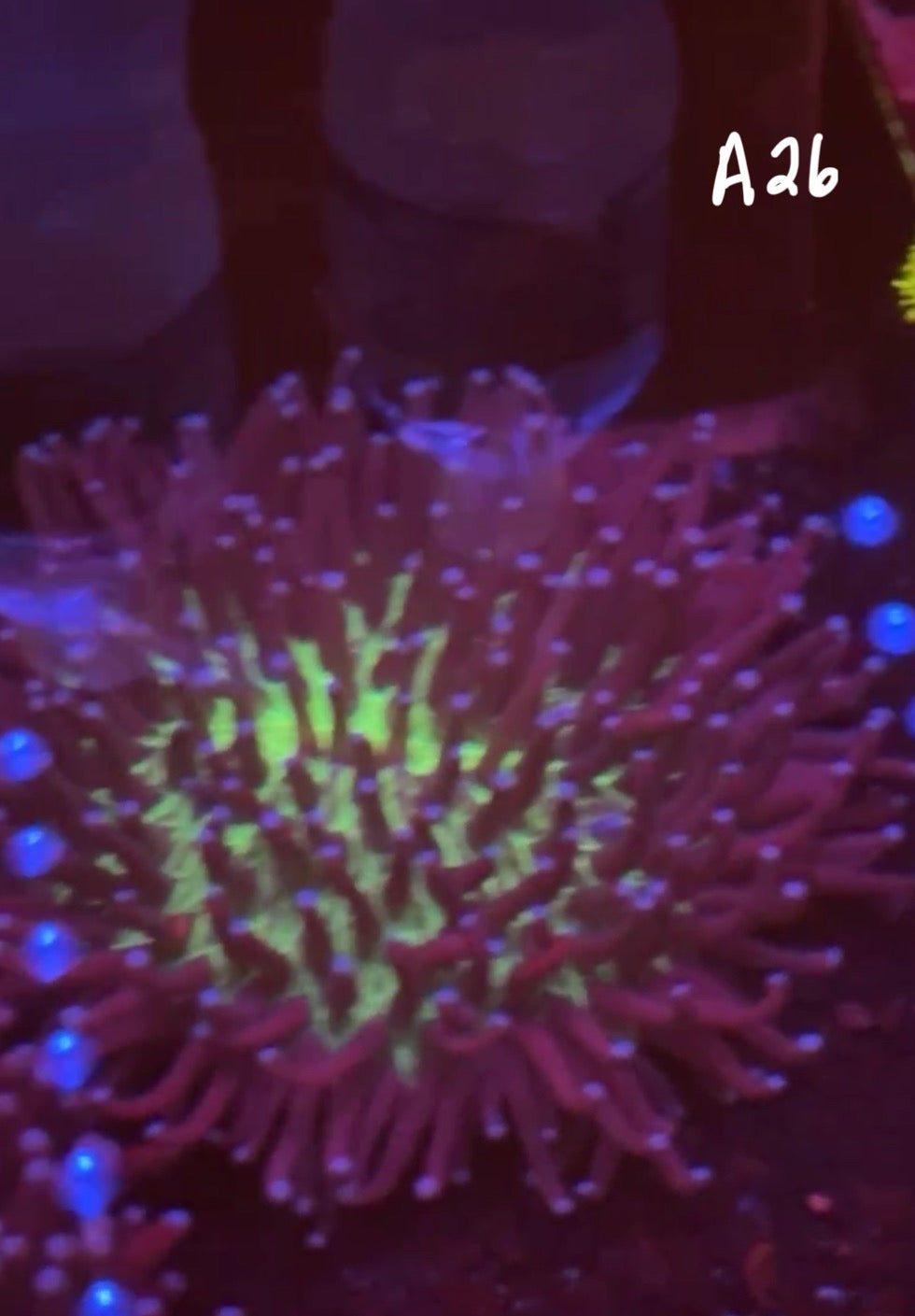 Kelsi Hohensee 10/25 Facebook Live Auction