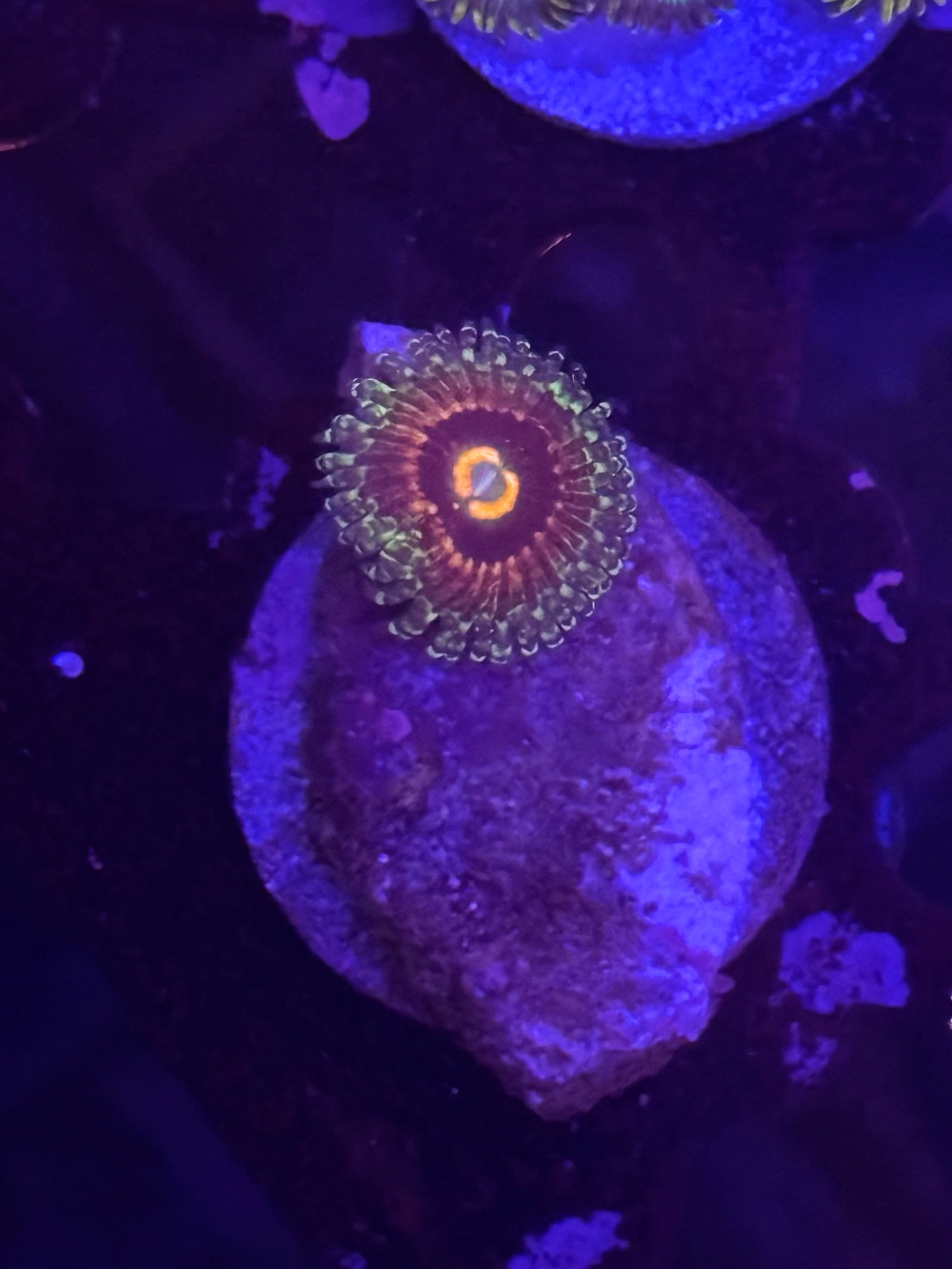 Rainbow Incinerator Zoa