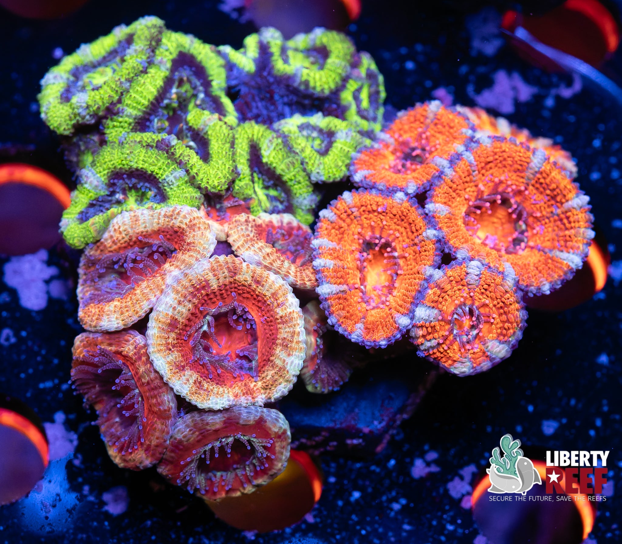 Ultra Acan Garden
