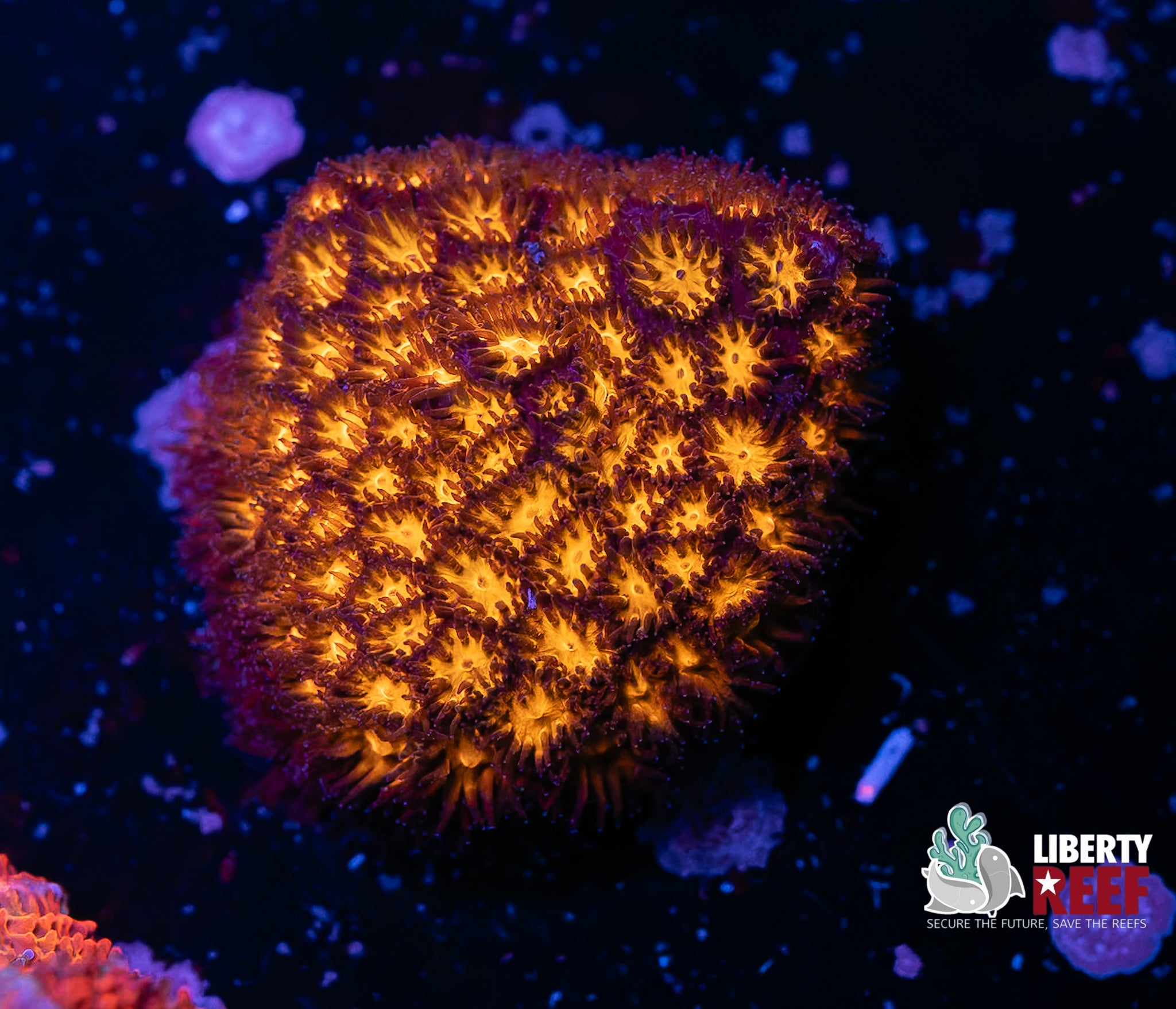 Fireball Leptastrea