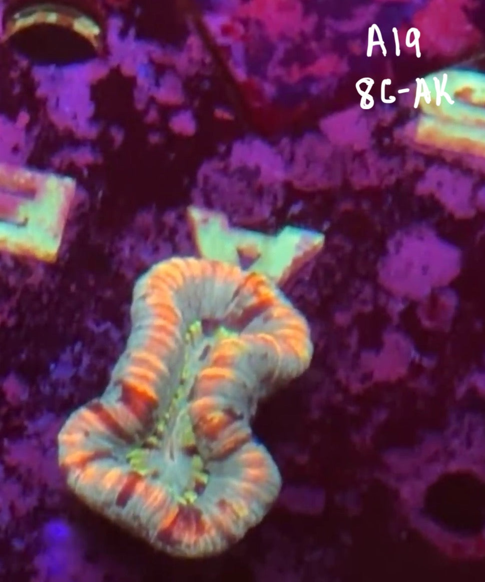 Kevin Van Coutren 10/25 Facebook Live Auction