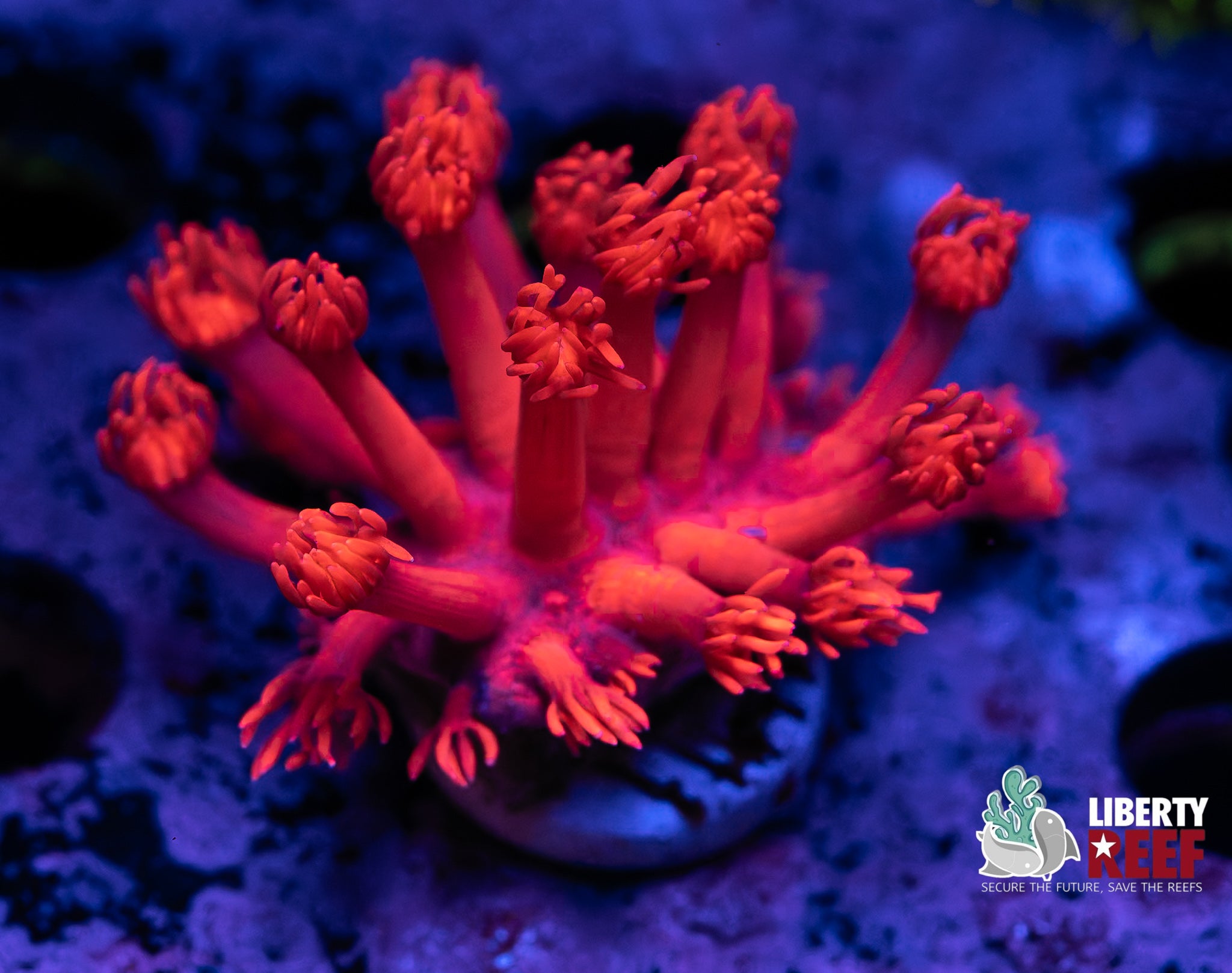 Cherry Bomb Goniopora