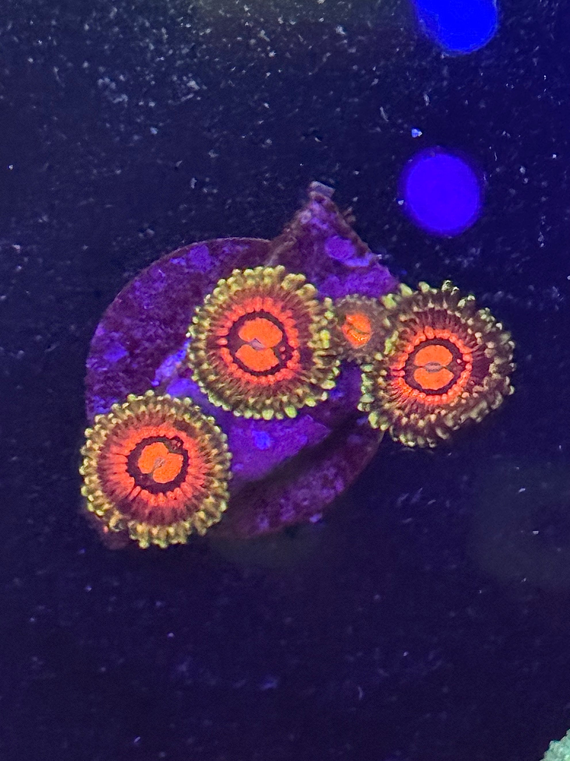 Rainbow Incinerator Zoas