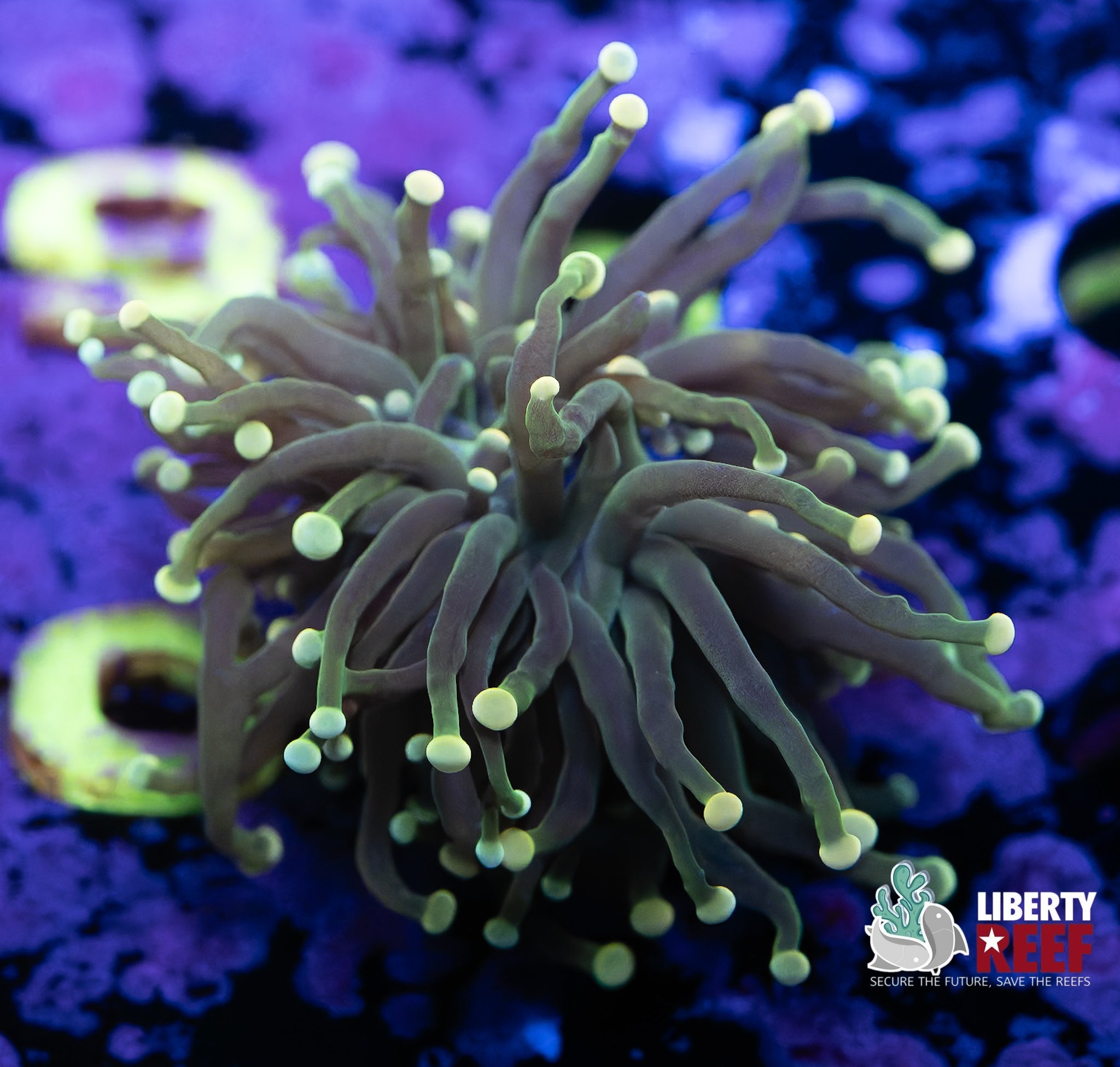 Liberty Reef Auction