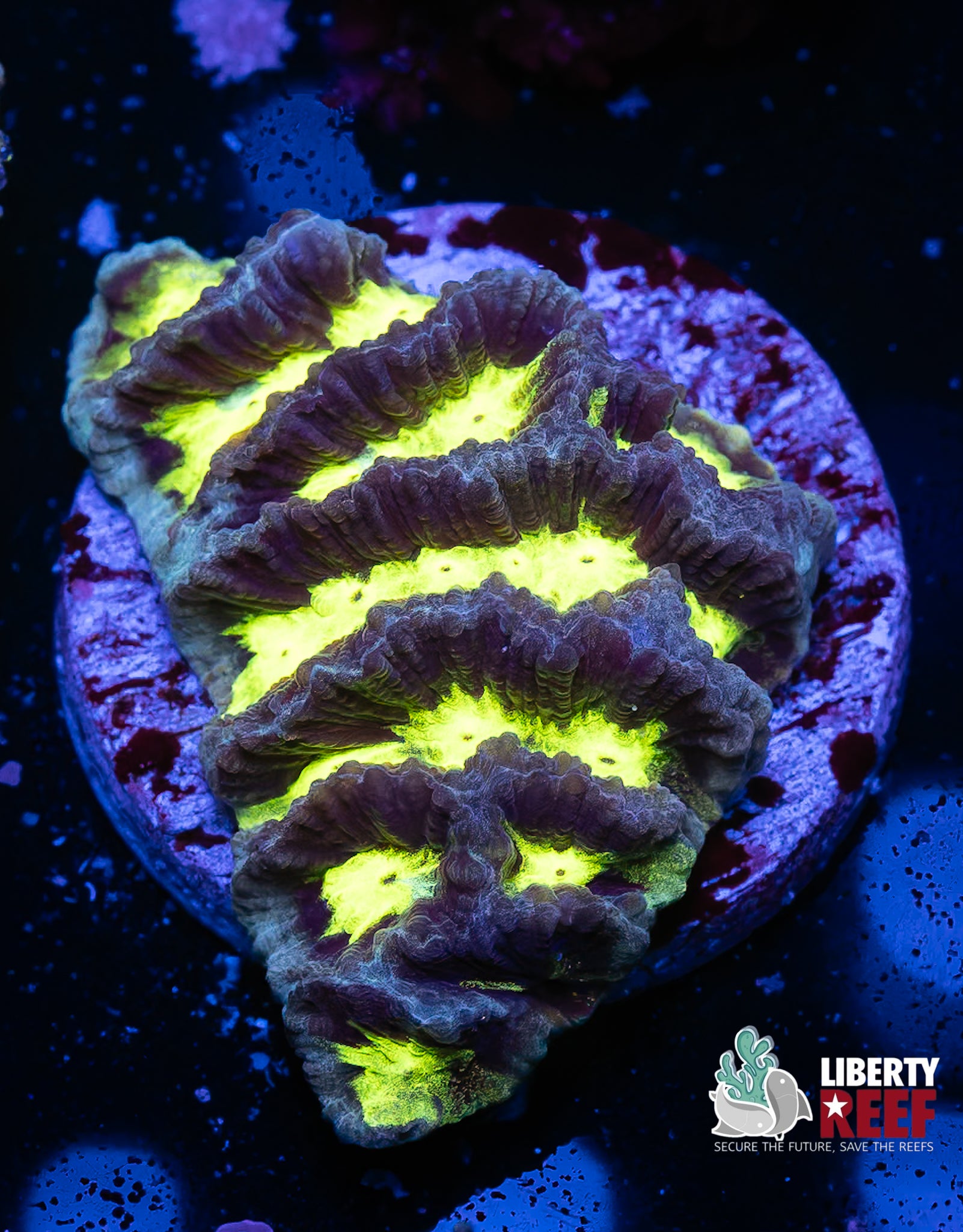 Neon Maze Coral