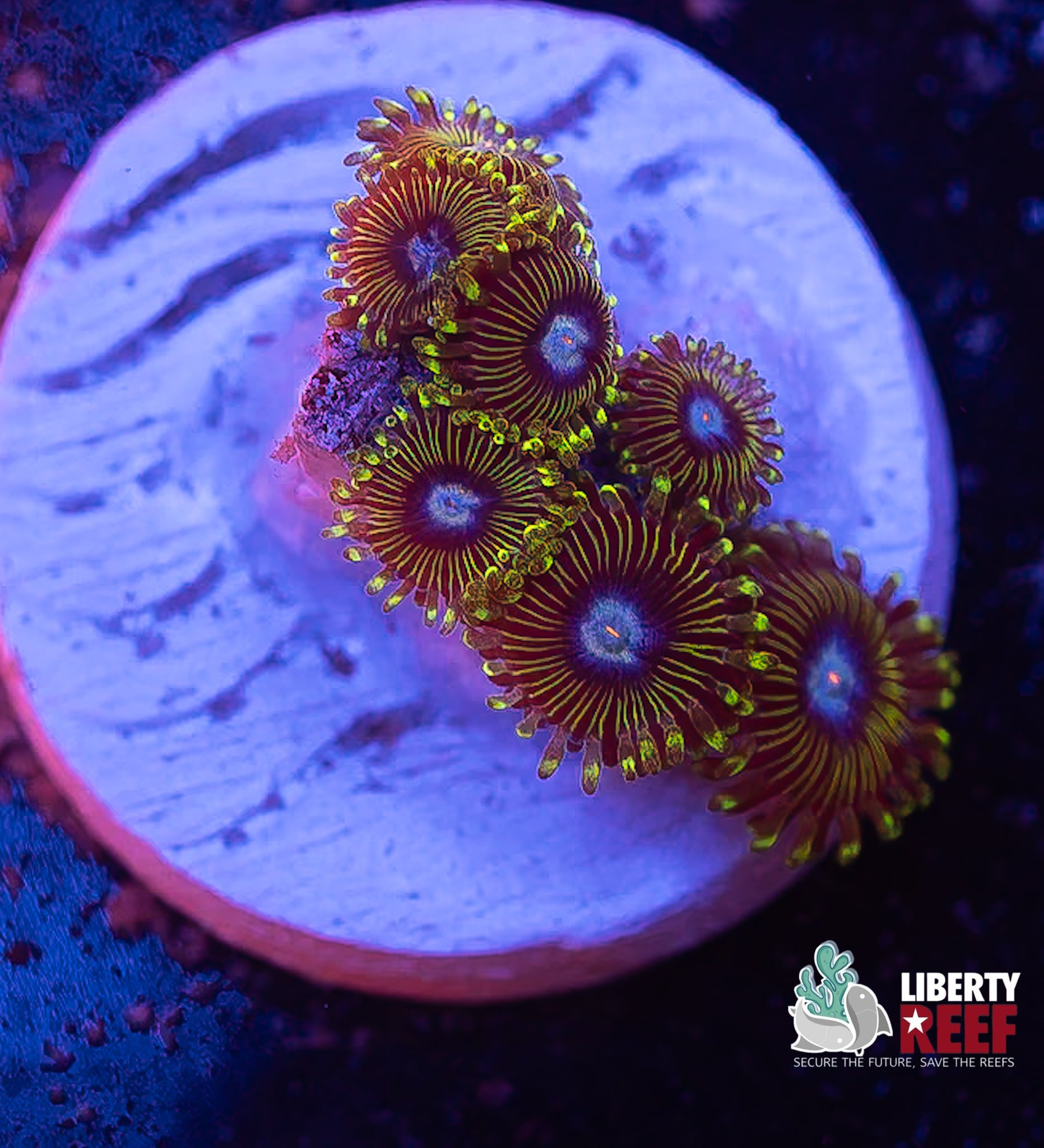 Tweety Bird Zoas