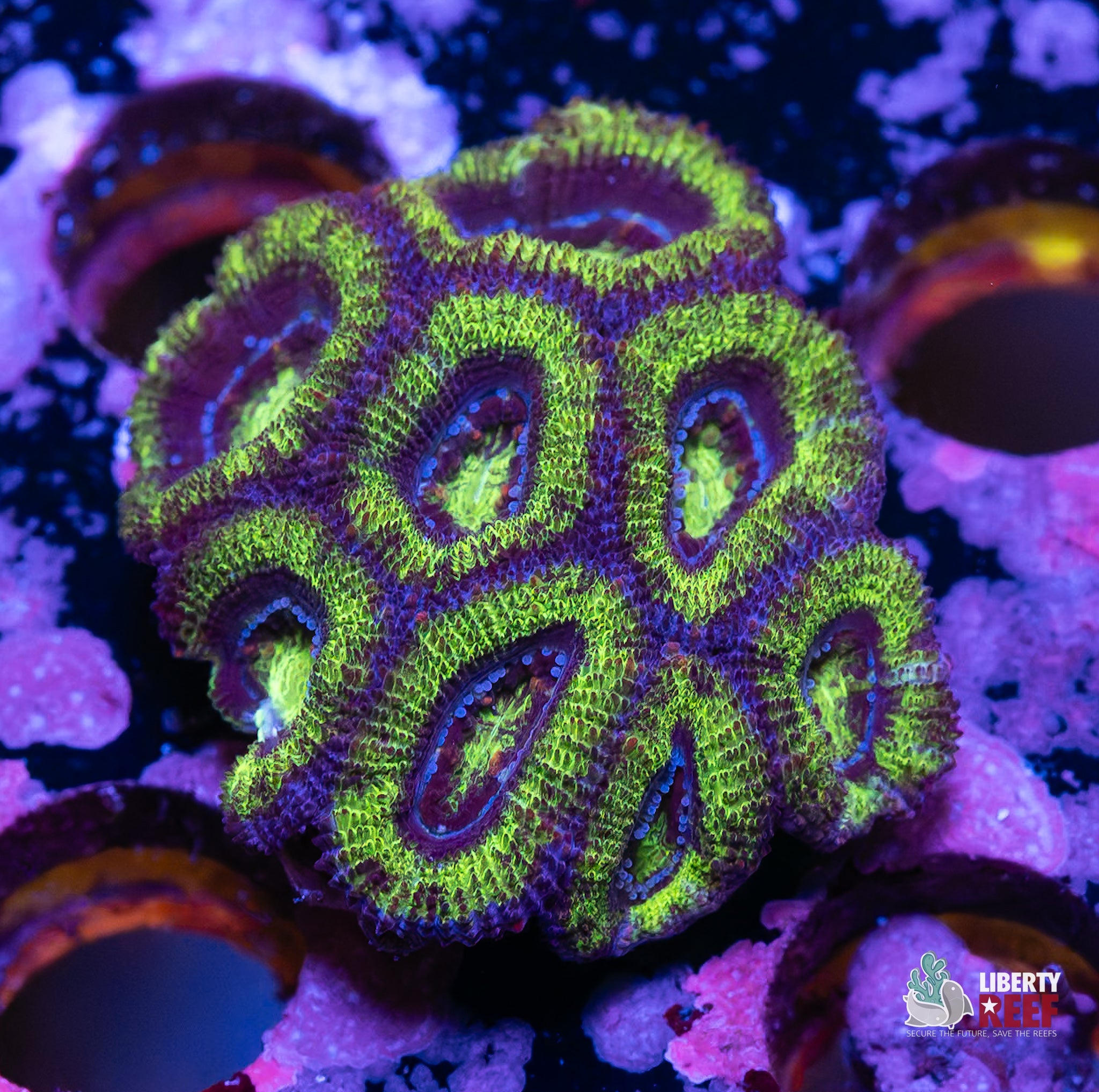 10/31 Online Auction