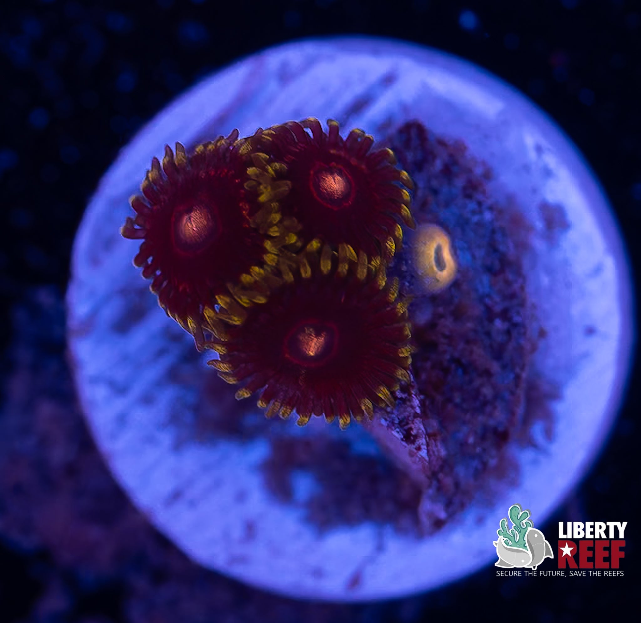 CB King Jawbreaker Hornet Zoas