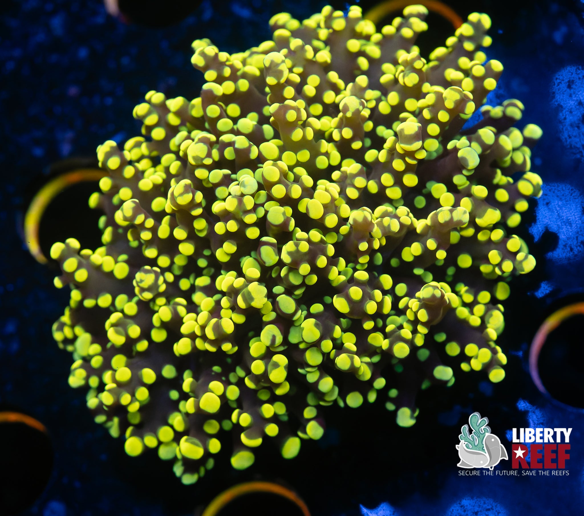 Yellow Octospawn