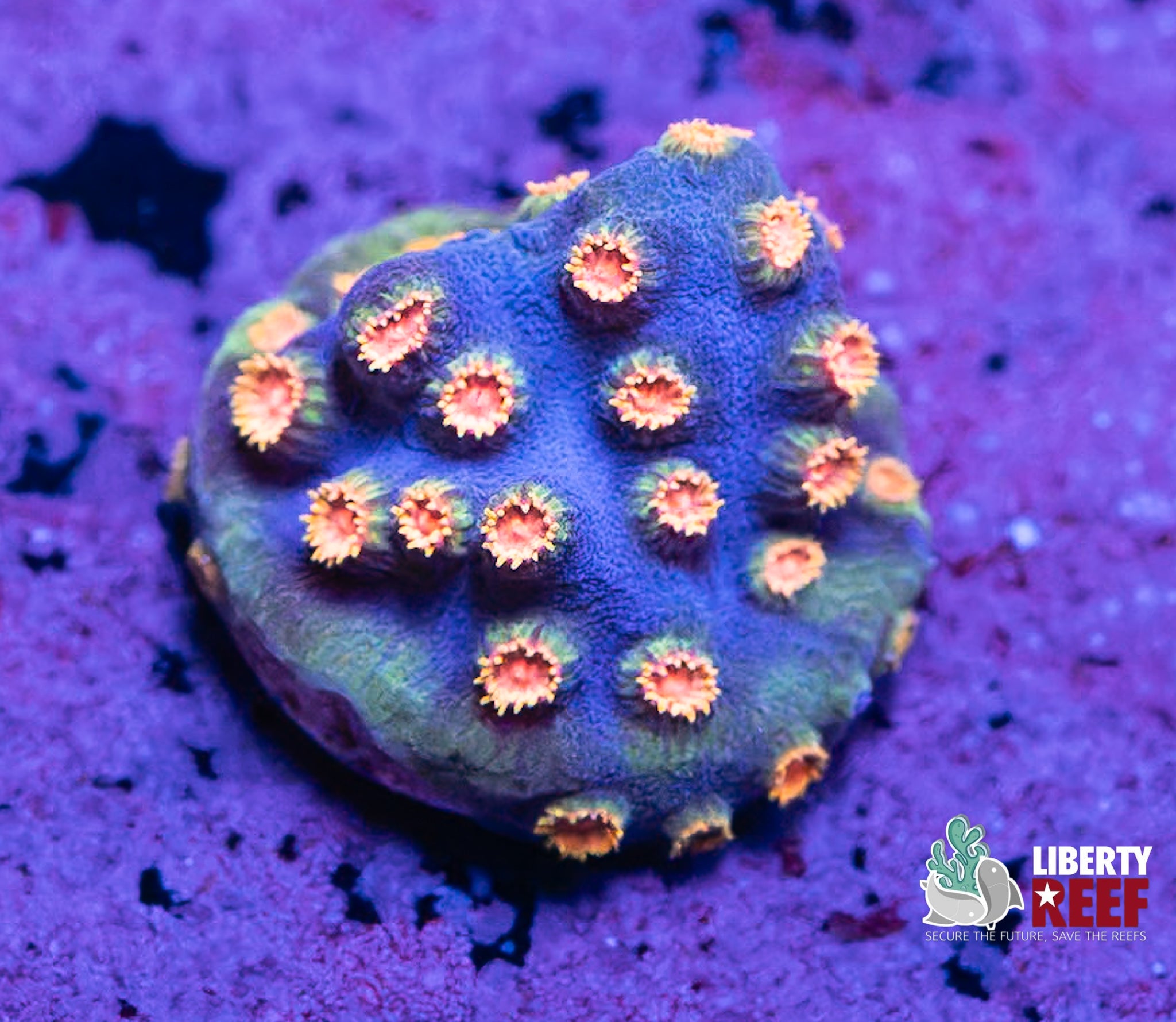 Spotted Dragon Cyphastrea