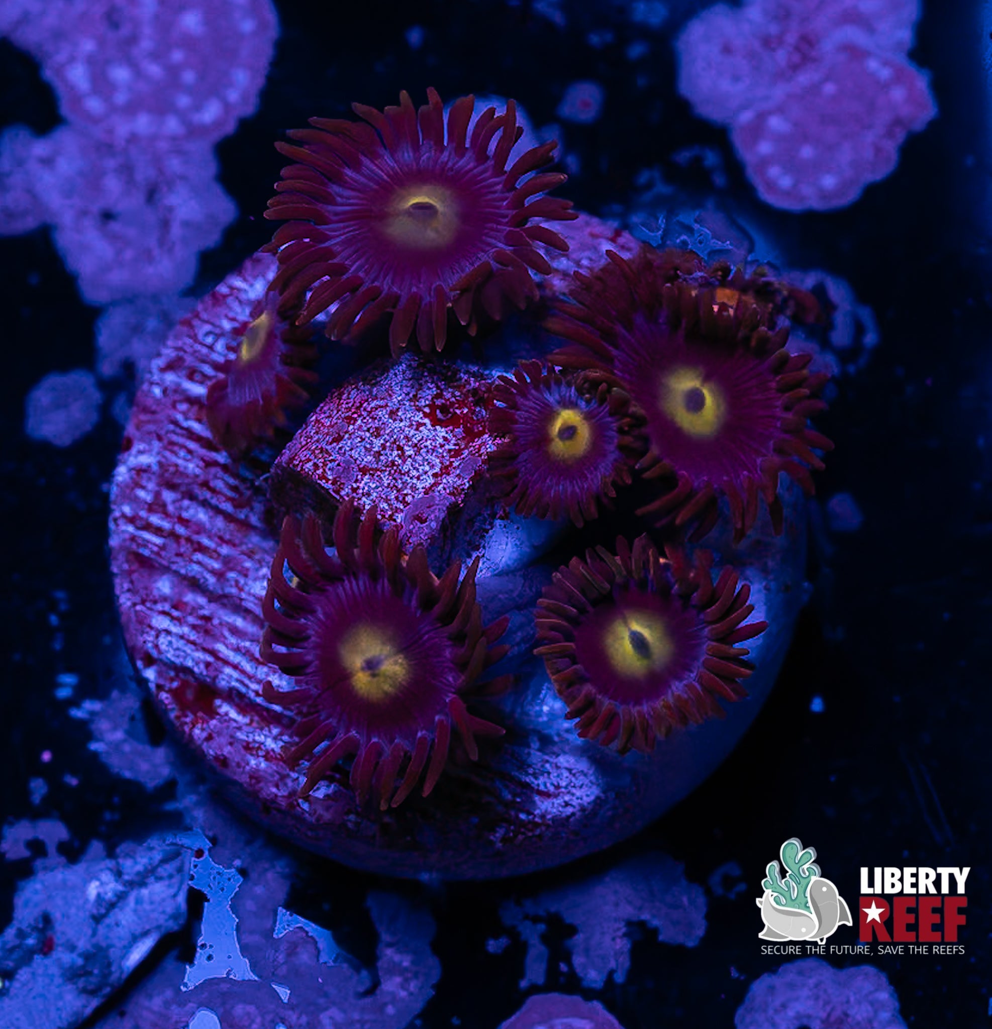 Cookie Monster Zoas