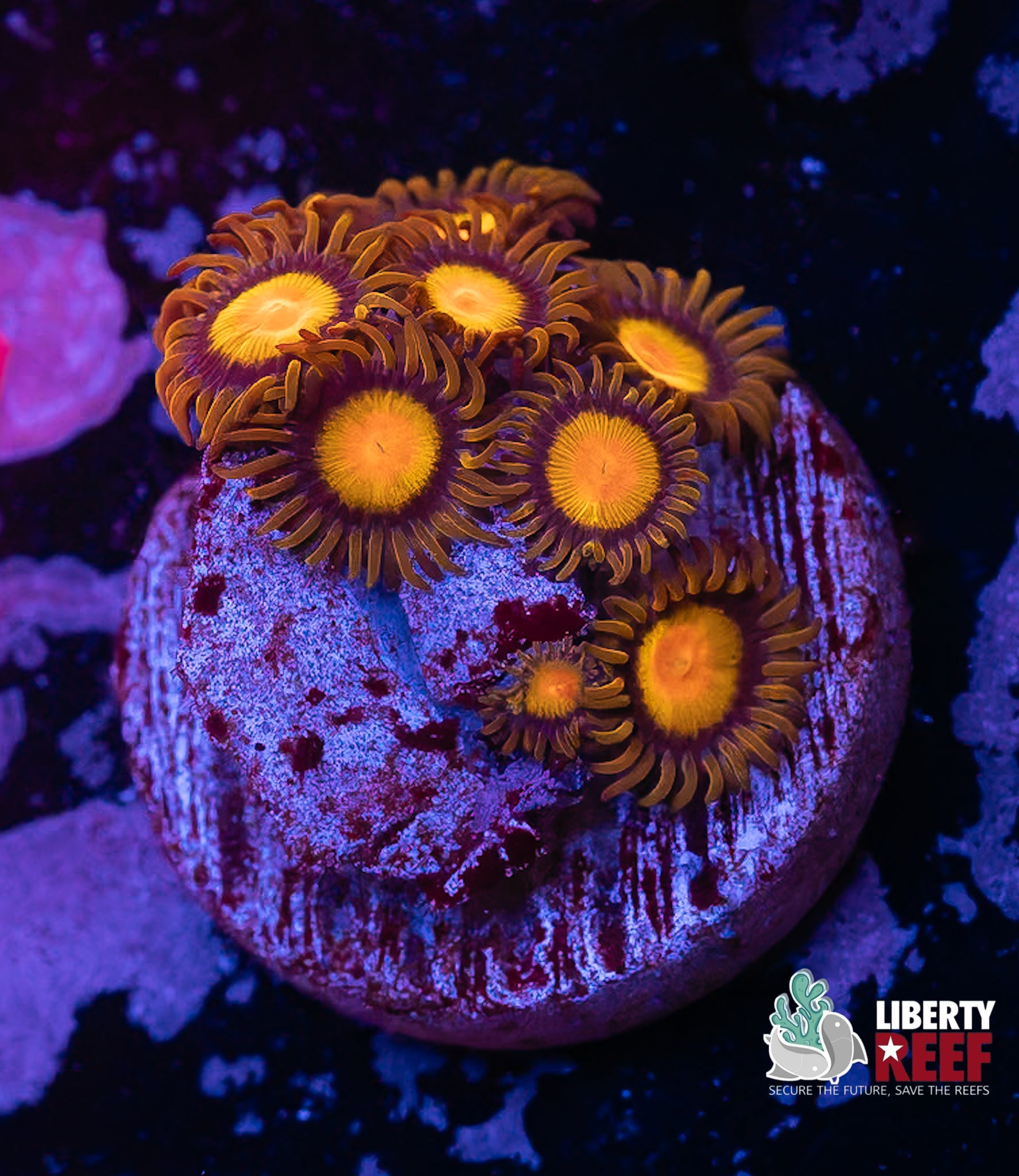 King Midas Zoas