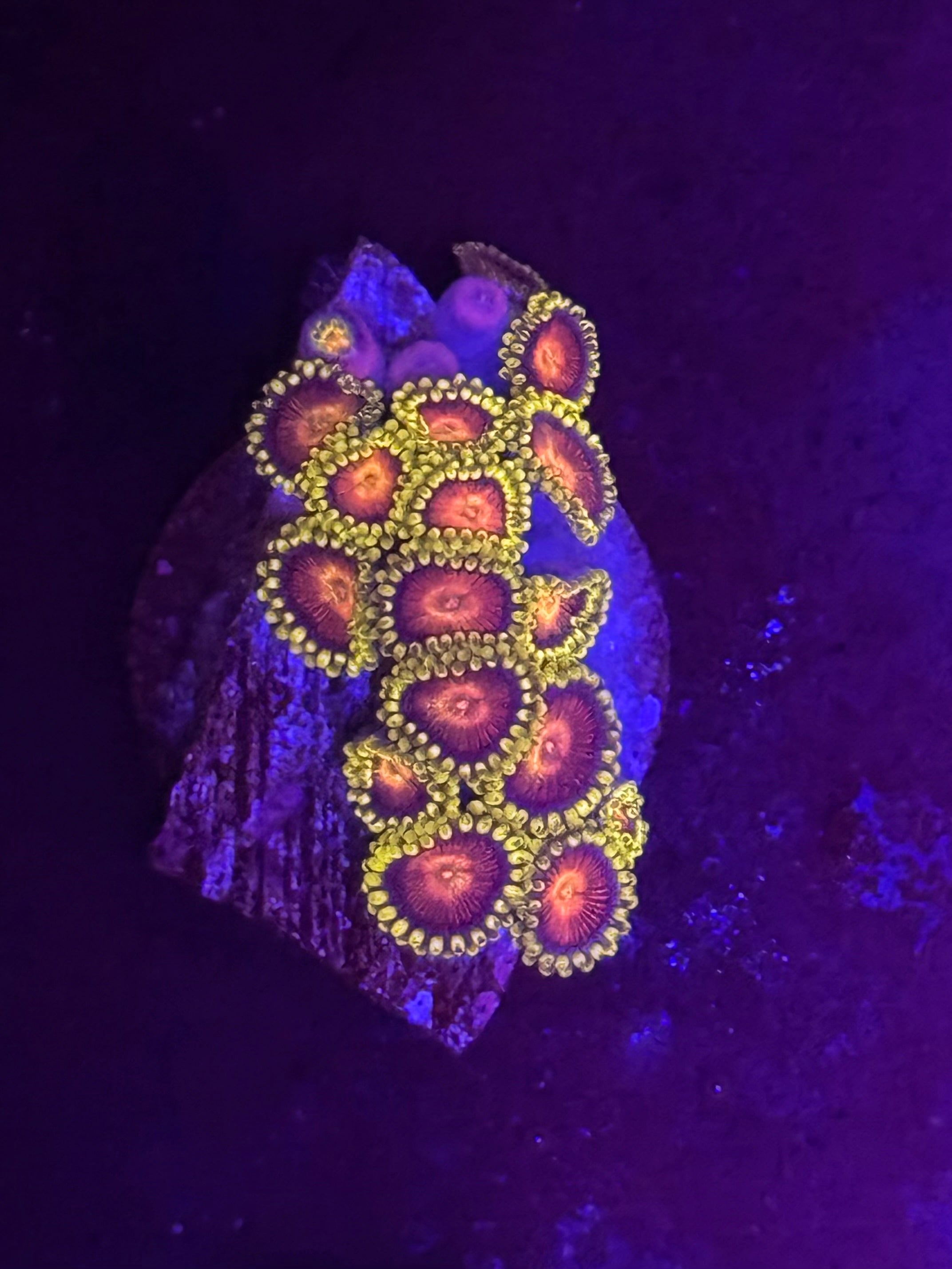 Widowmaker Zoas