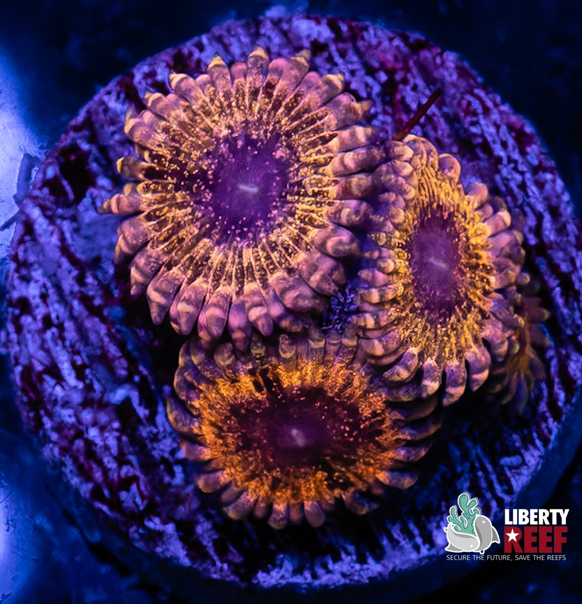 Solar Circus Zoas