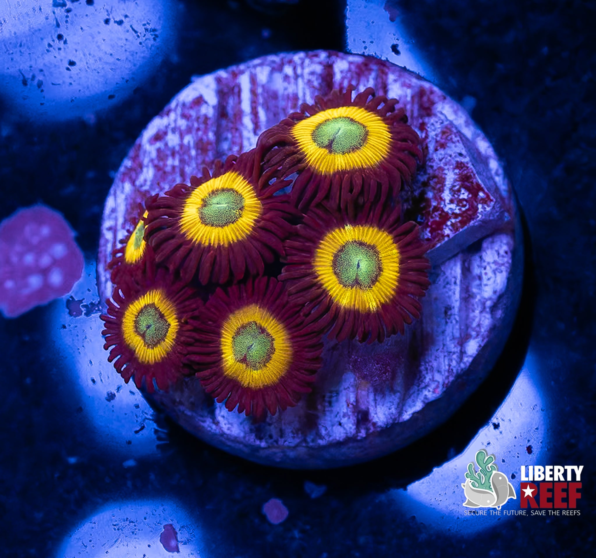 Vulcan Blood Zoas
