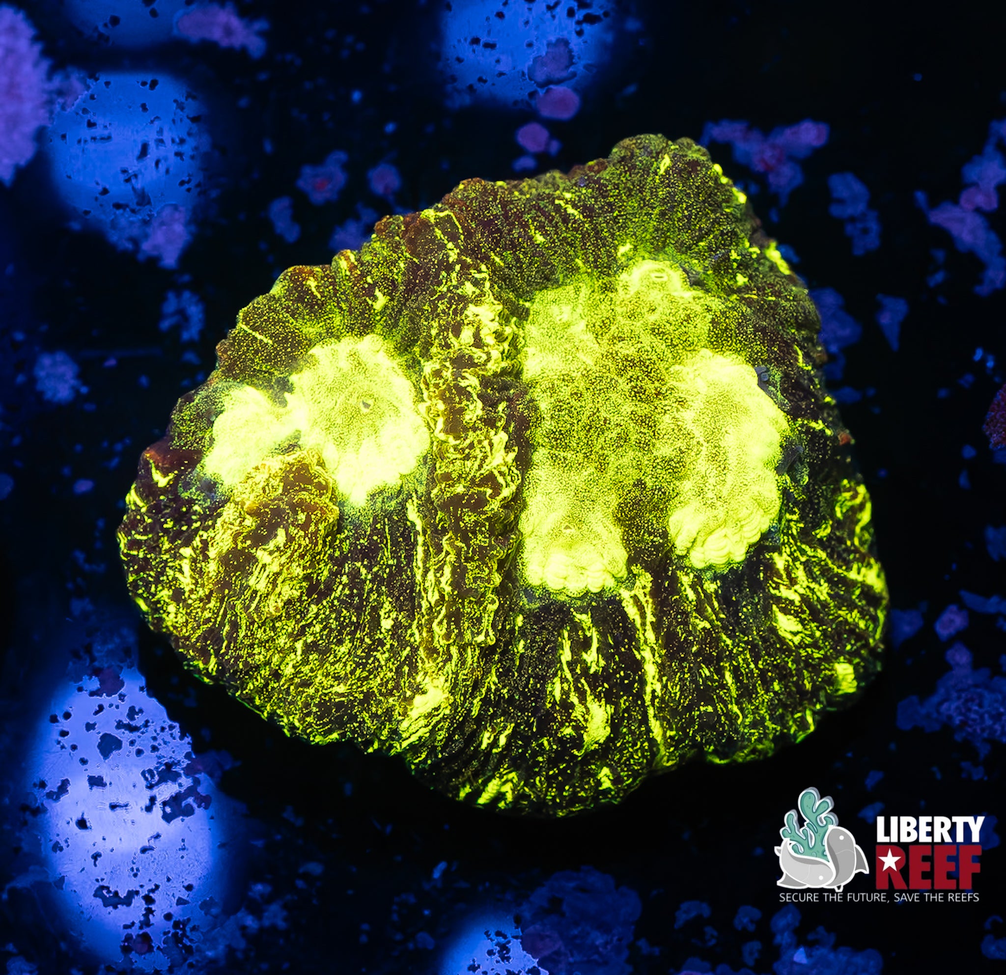 Predator Blood Favia