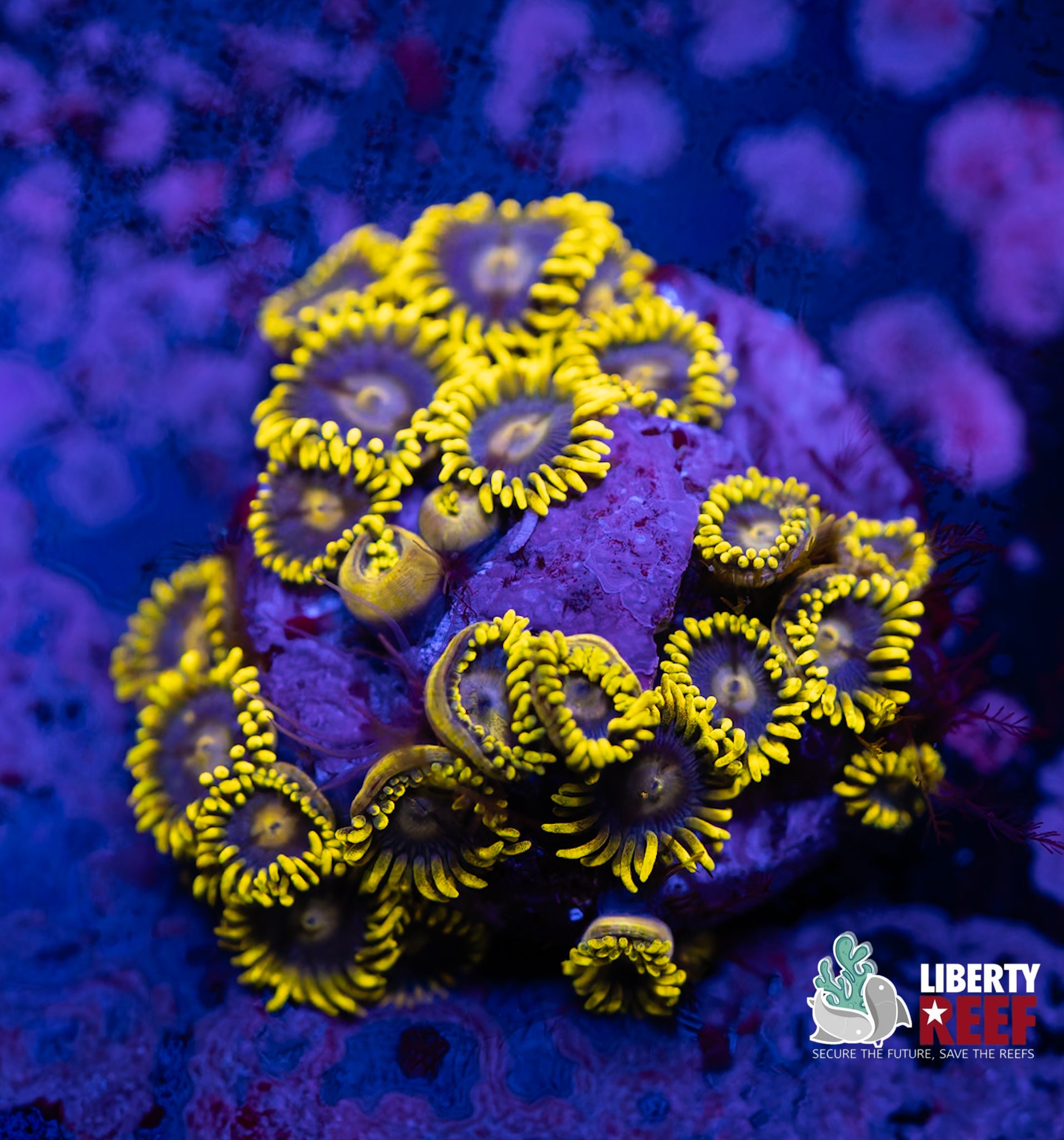 Blueberry Fields Zoas