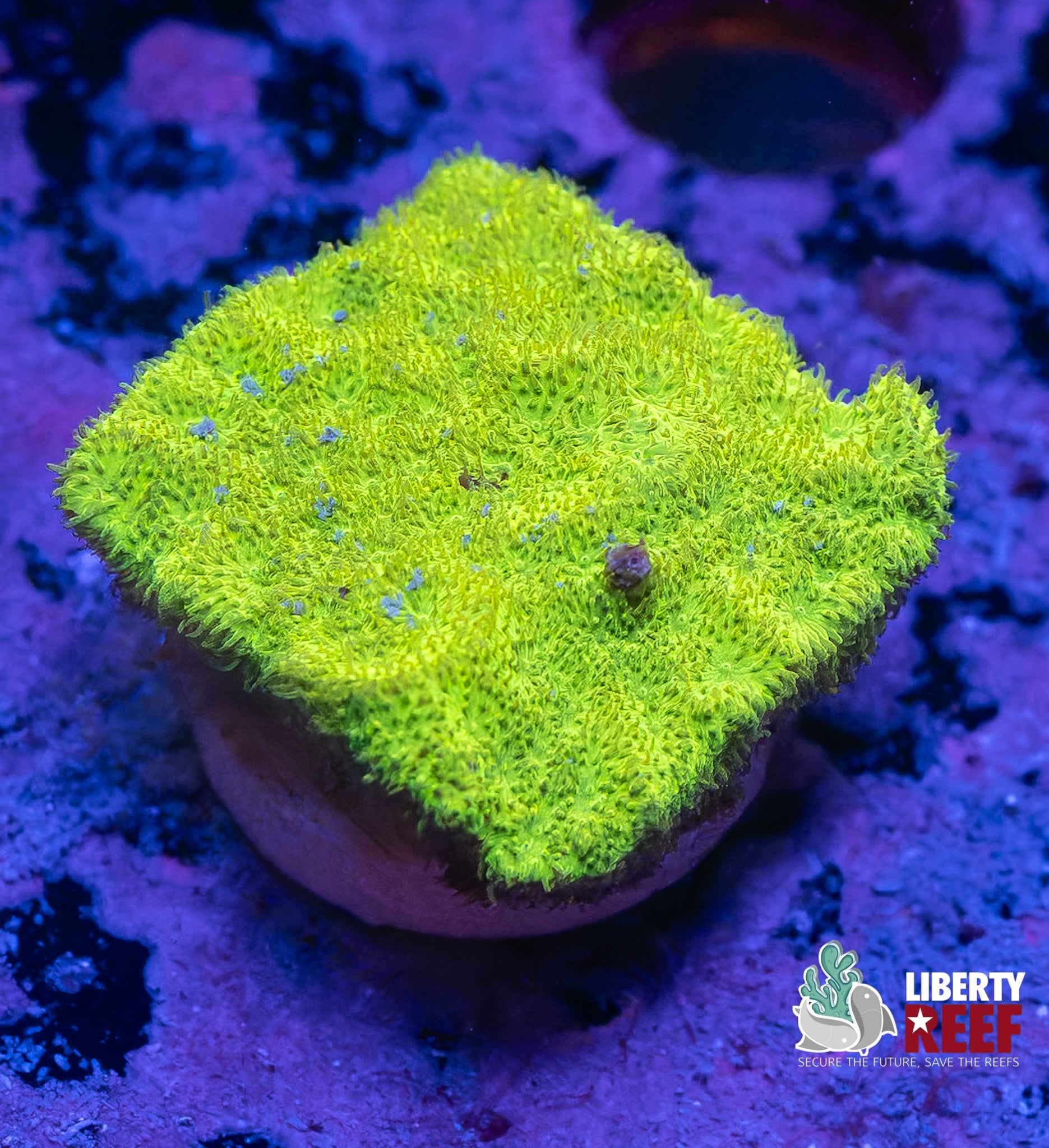 Lime Green Montiopora