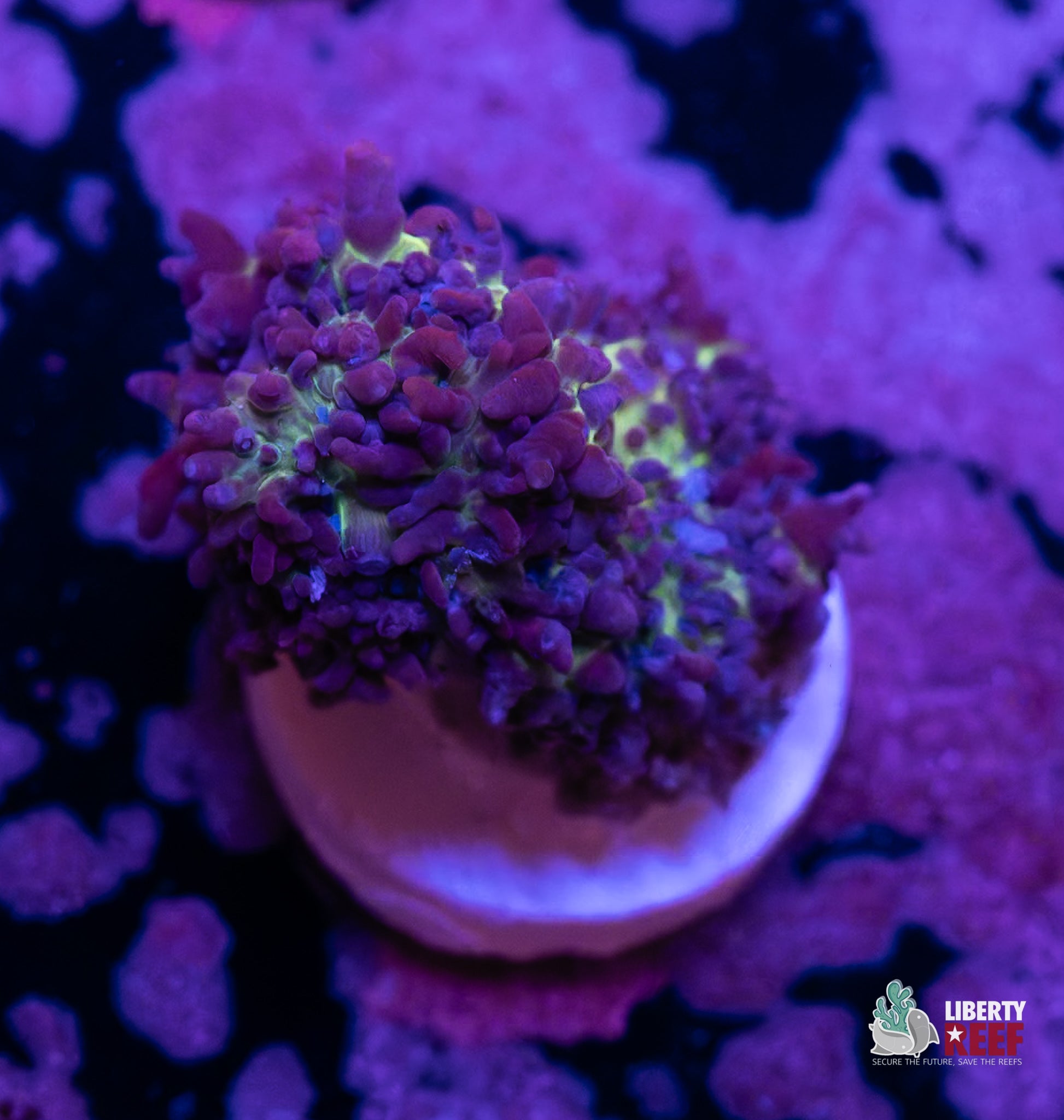 10/31 Online Auction