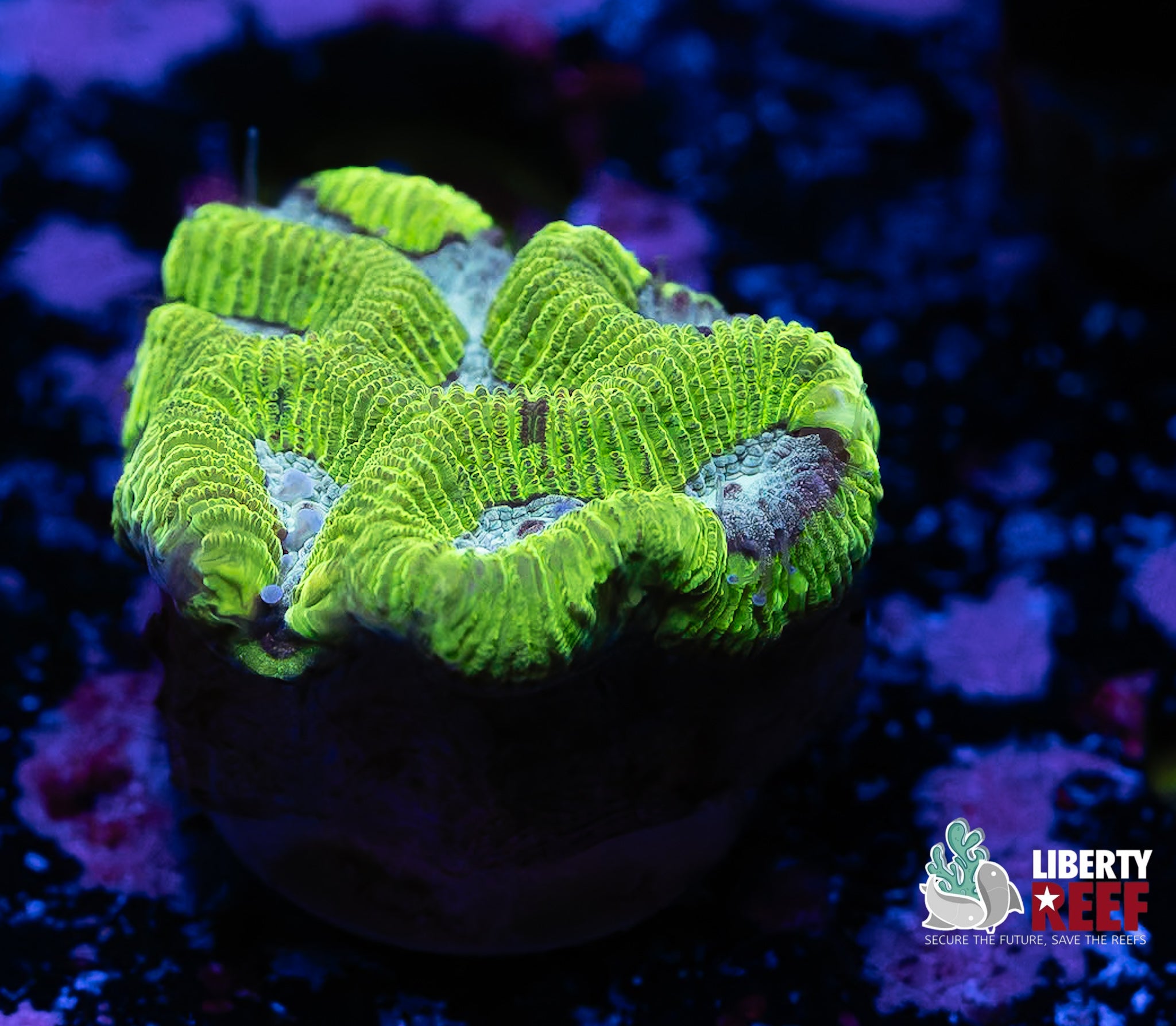 Electric Maze Coral