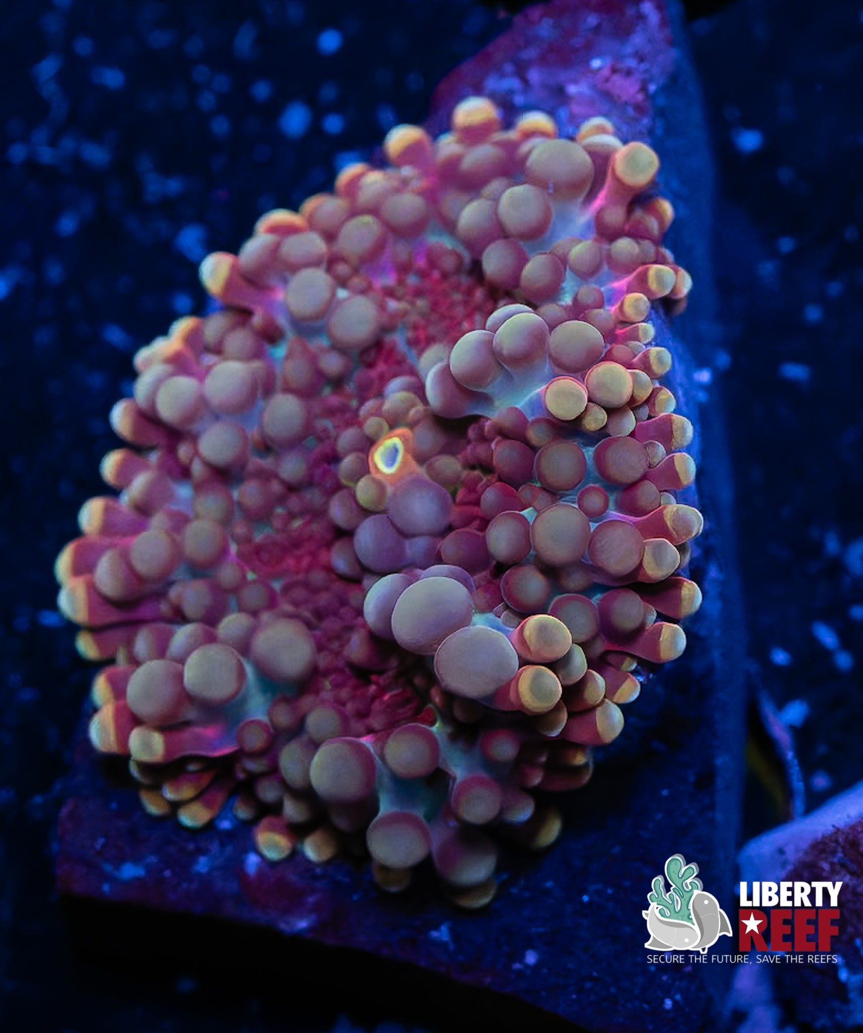 Cosmic Plasma Yuma Mushroom